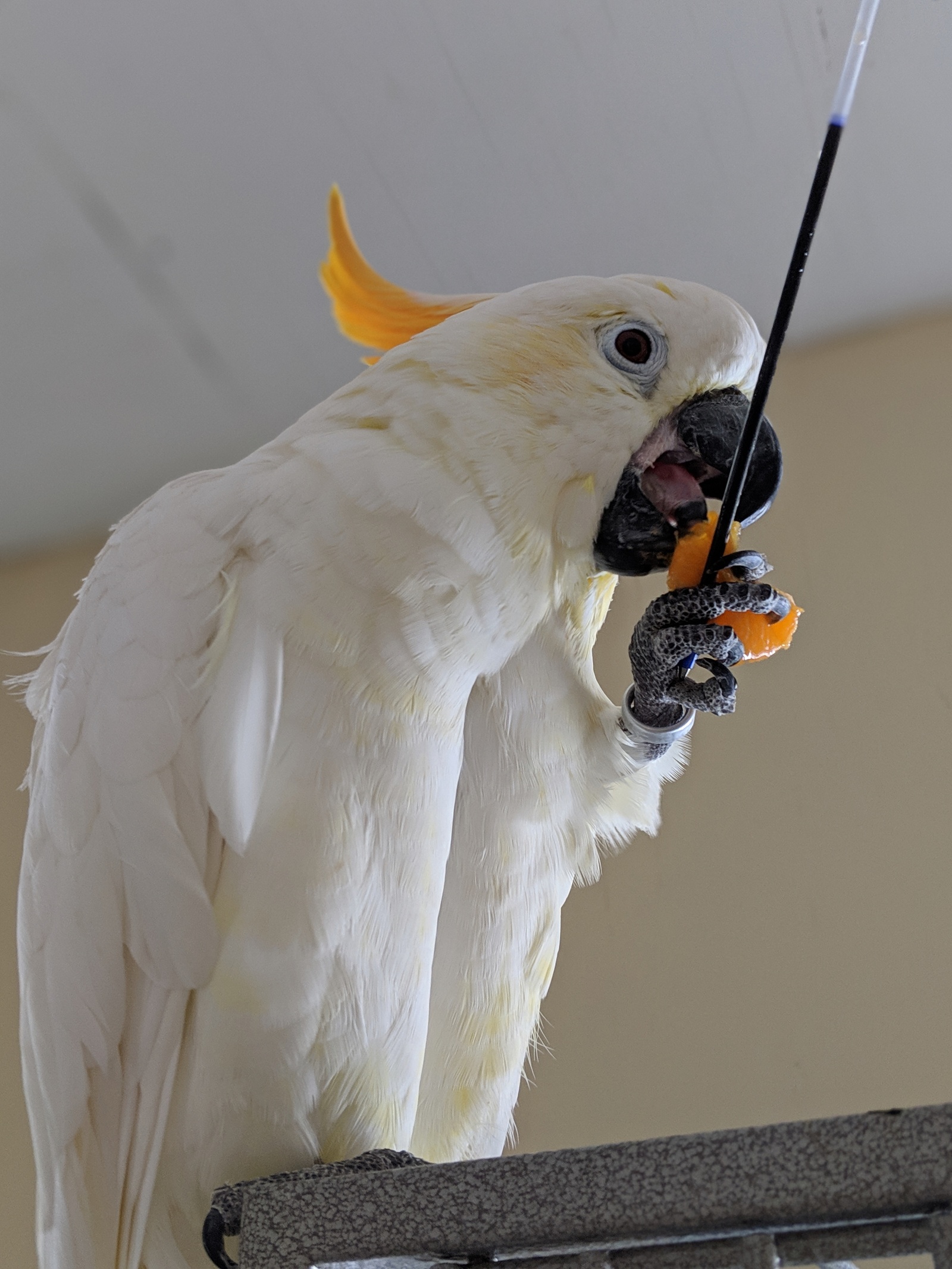 A parrot a long tail. Какаду Амазон. Попугайский. Попугайская харя. Попугай Какаду привязывается к хозяину.