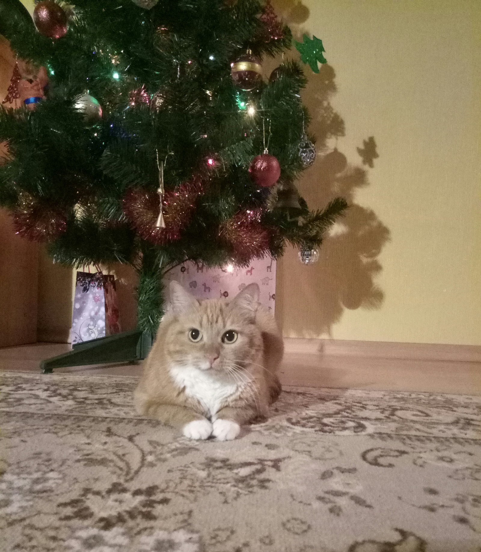 New Year's Ryzhka - My, cat, Fluffy, Longpost