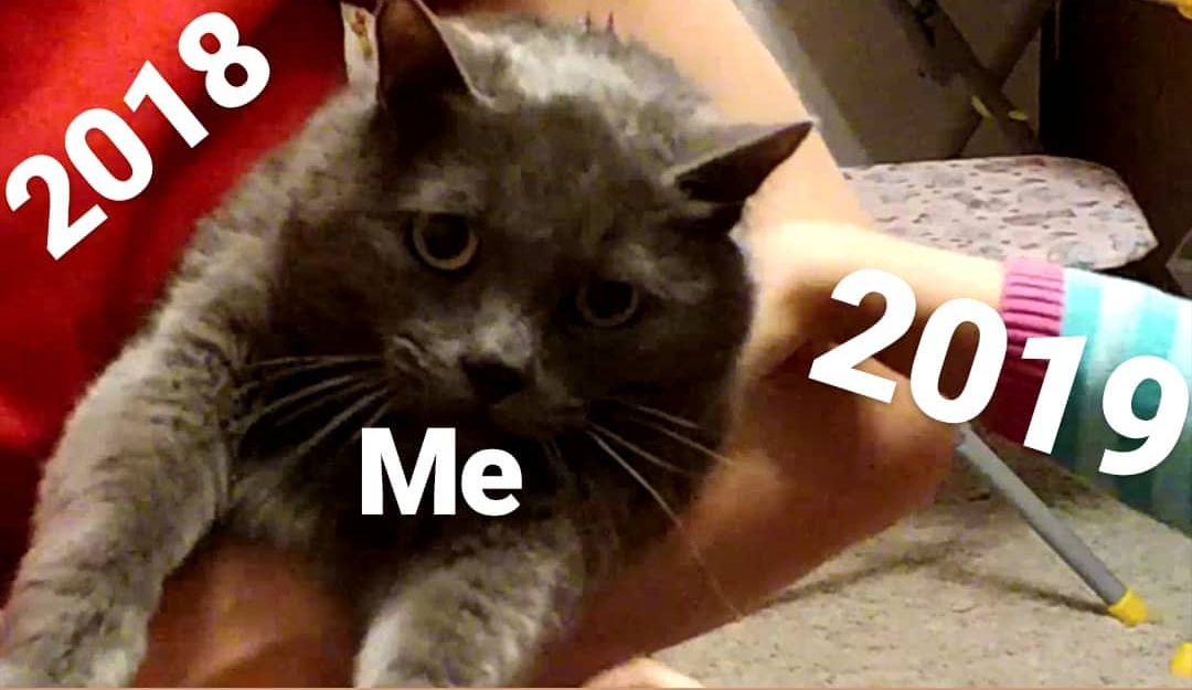 Leave me alone - My, 2019, New Year, cat