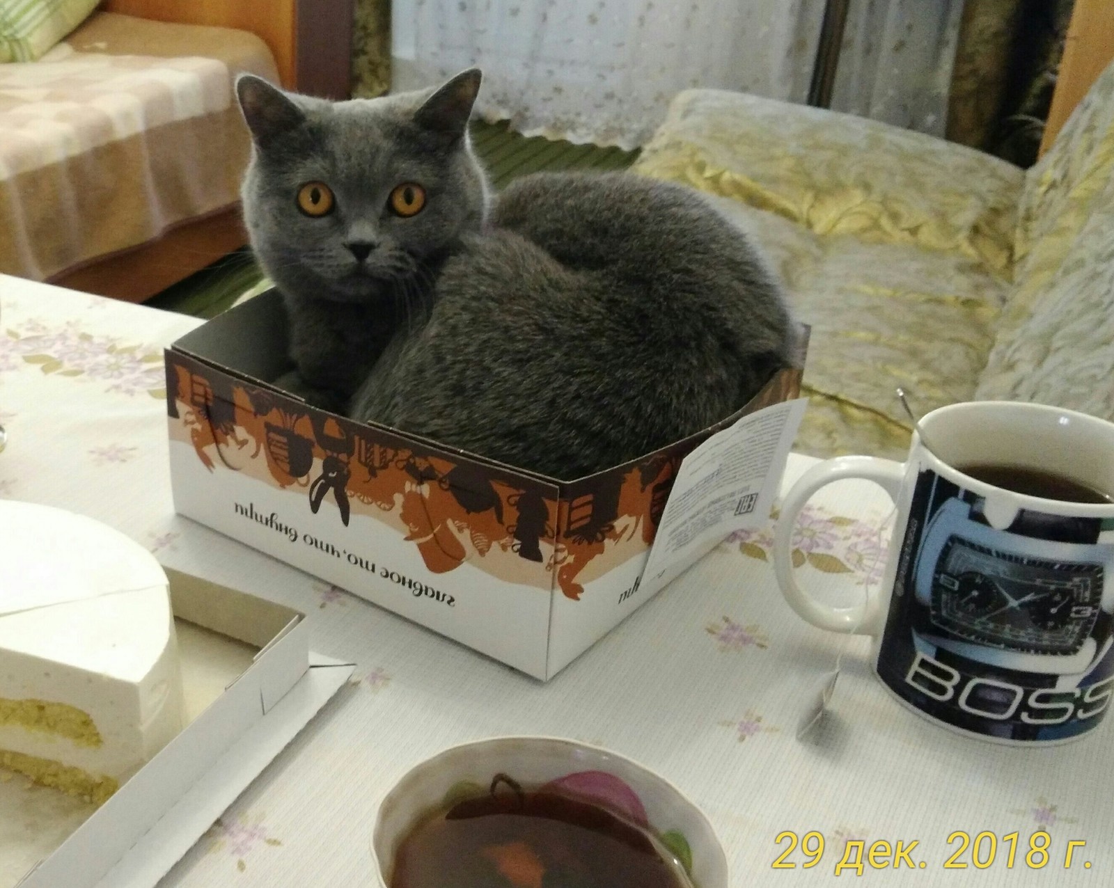 New Year's dessert - My, cat, Cake, Dessert, The photo