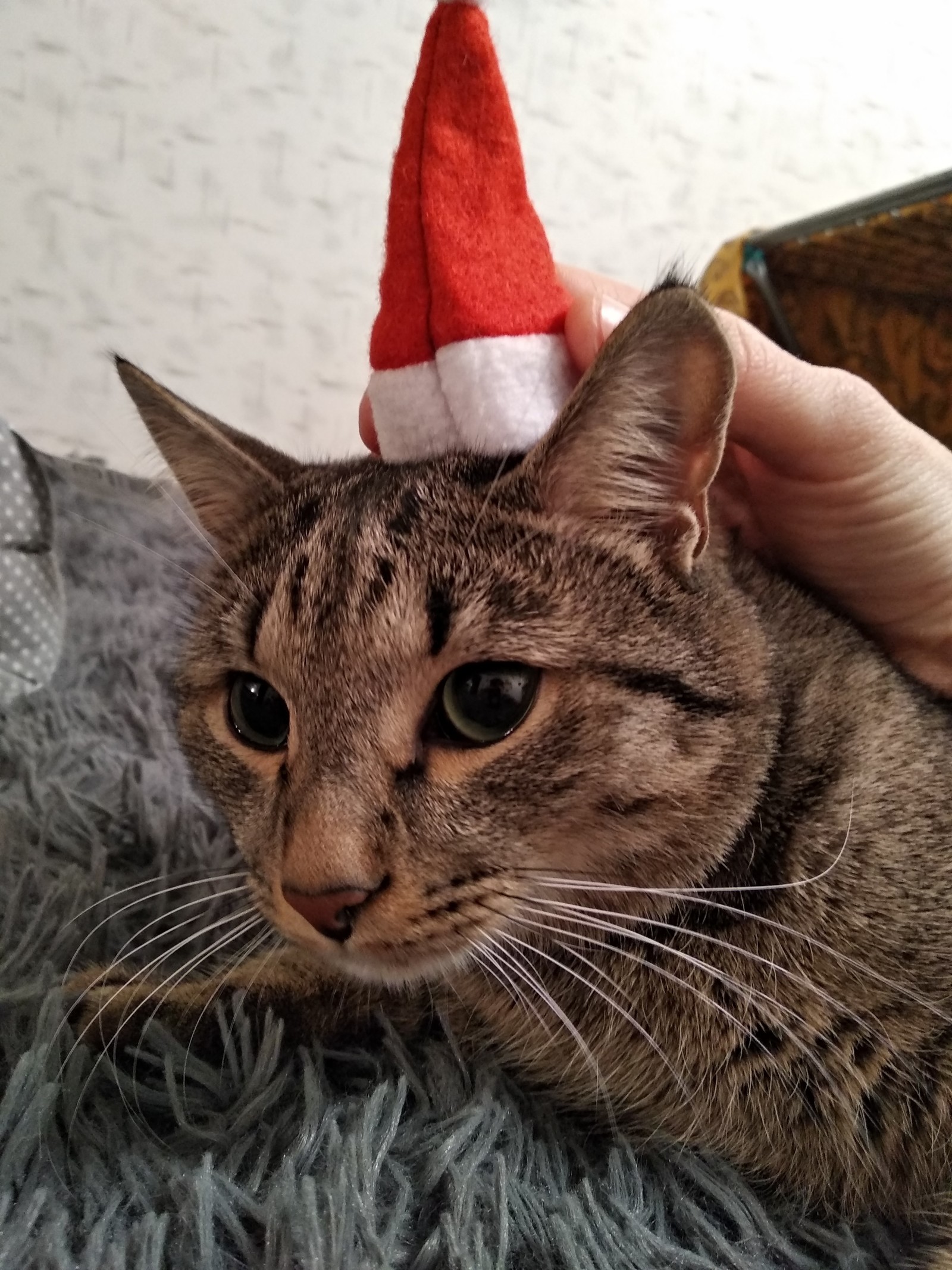 When you try to dress up a cat - My, cat, New Year, Longpost