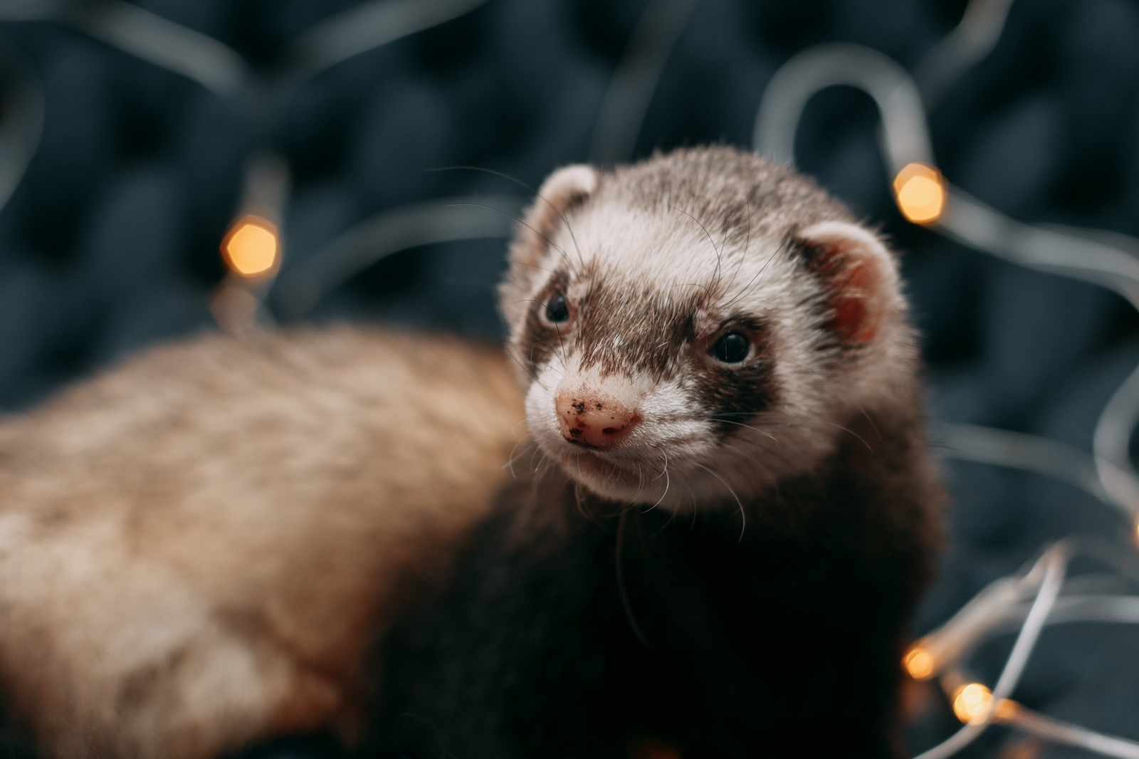 New Year's ferret. - My, 2019, New Year, Ferret, Longpost