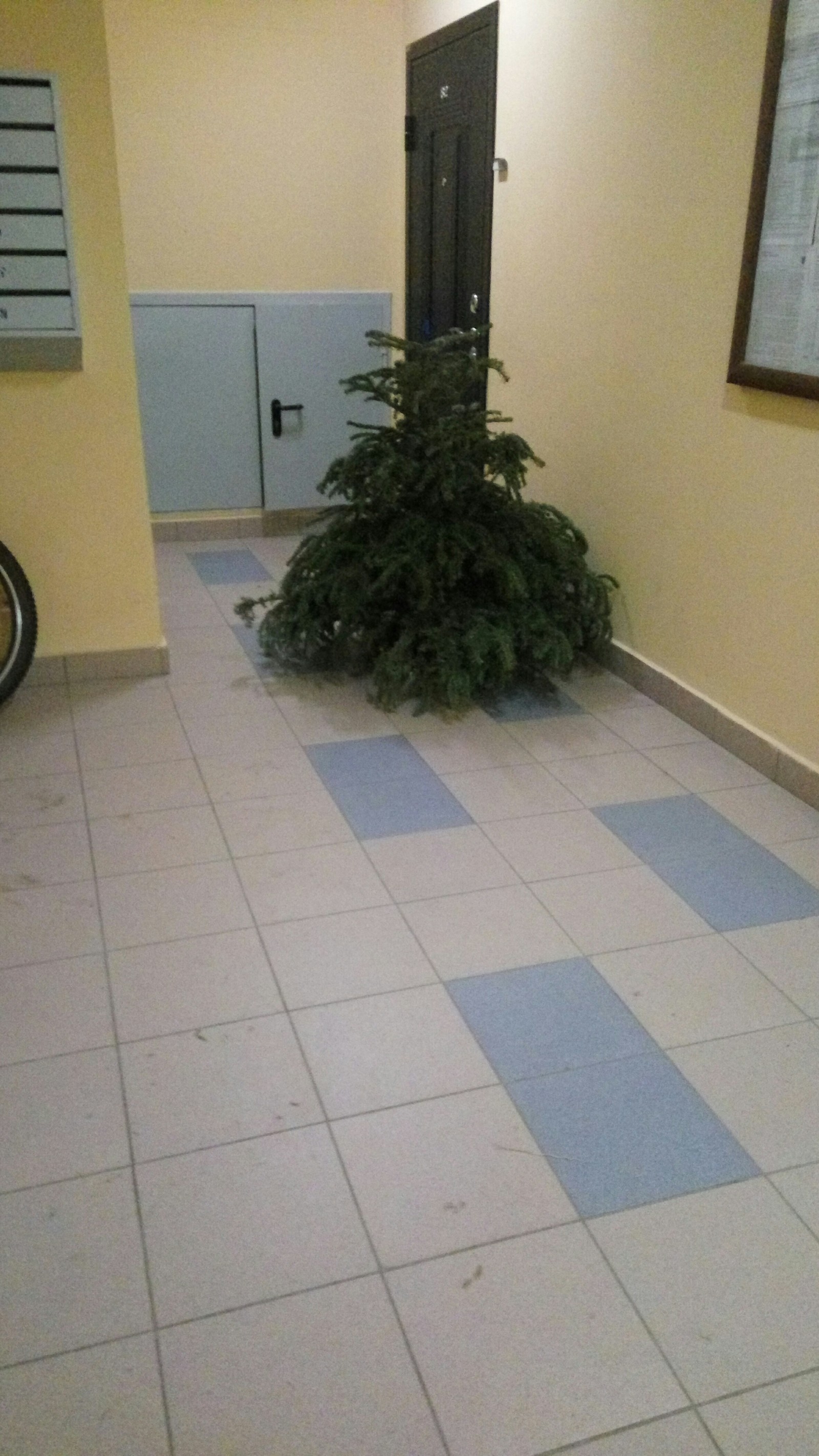 The first one went - My, Christmas tree, New Year, 1st of January, Gave up