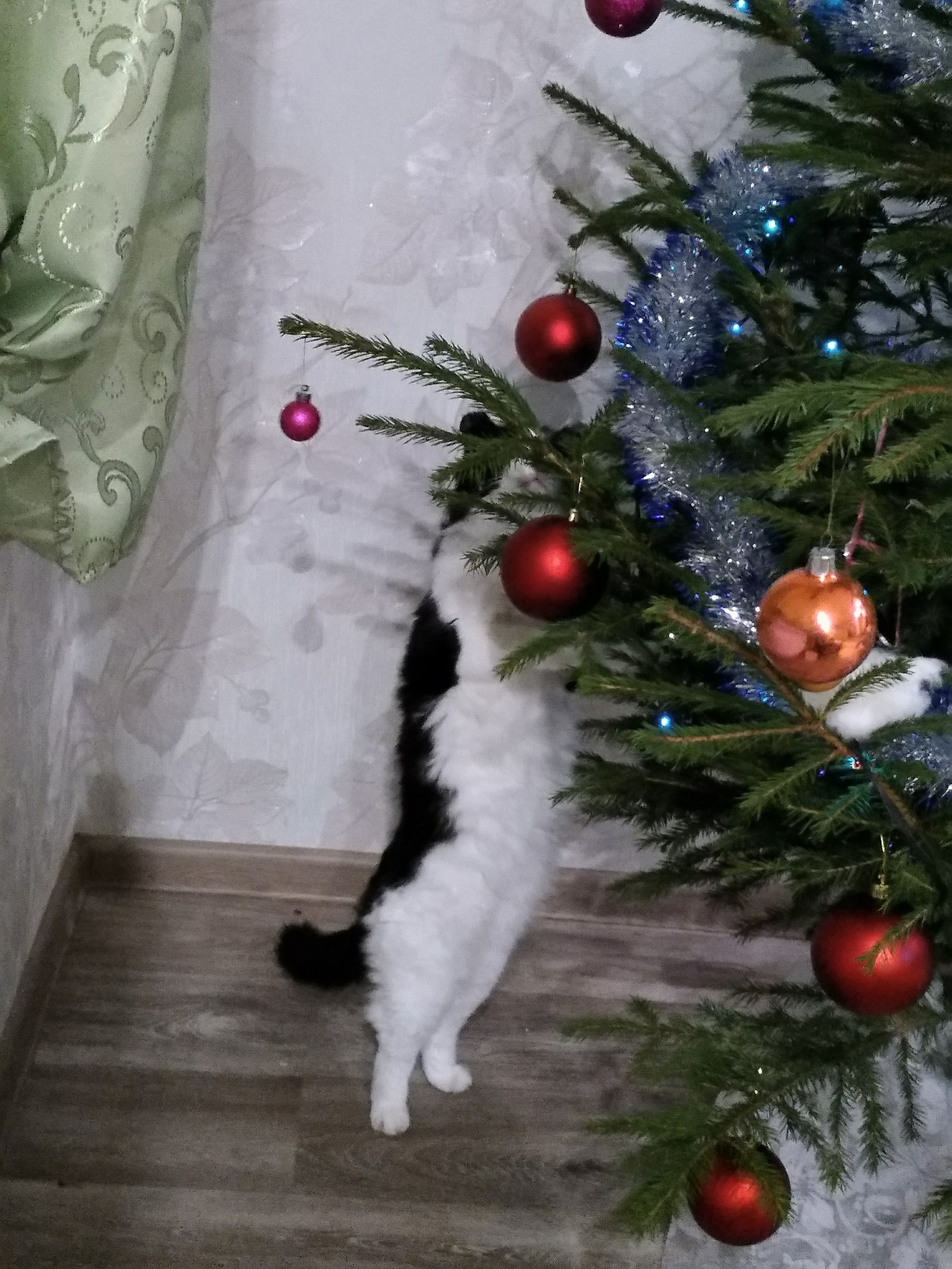 I ate a couple of times and calmed down. - Pet, cat, Catomafia, Christmas tree, Baldezh, Pets