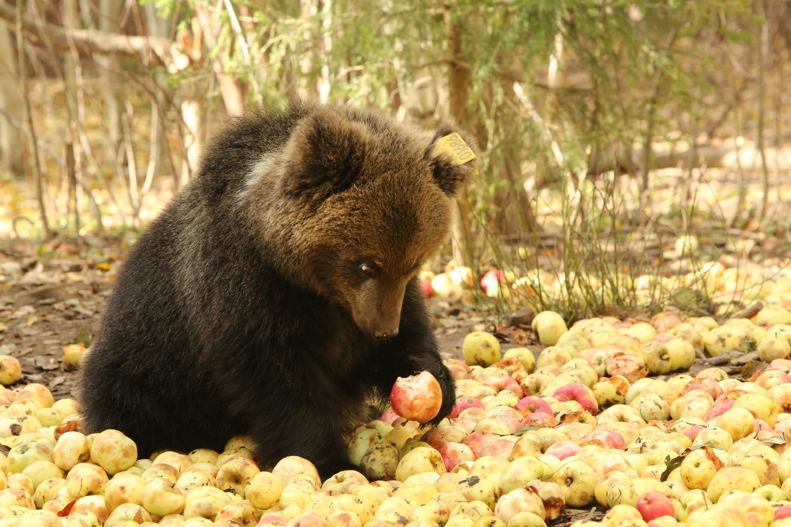 Me and New Year's salads January 2 - The Bears, Apples, Tver region, The photo, New Year