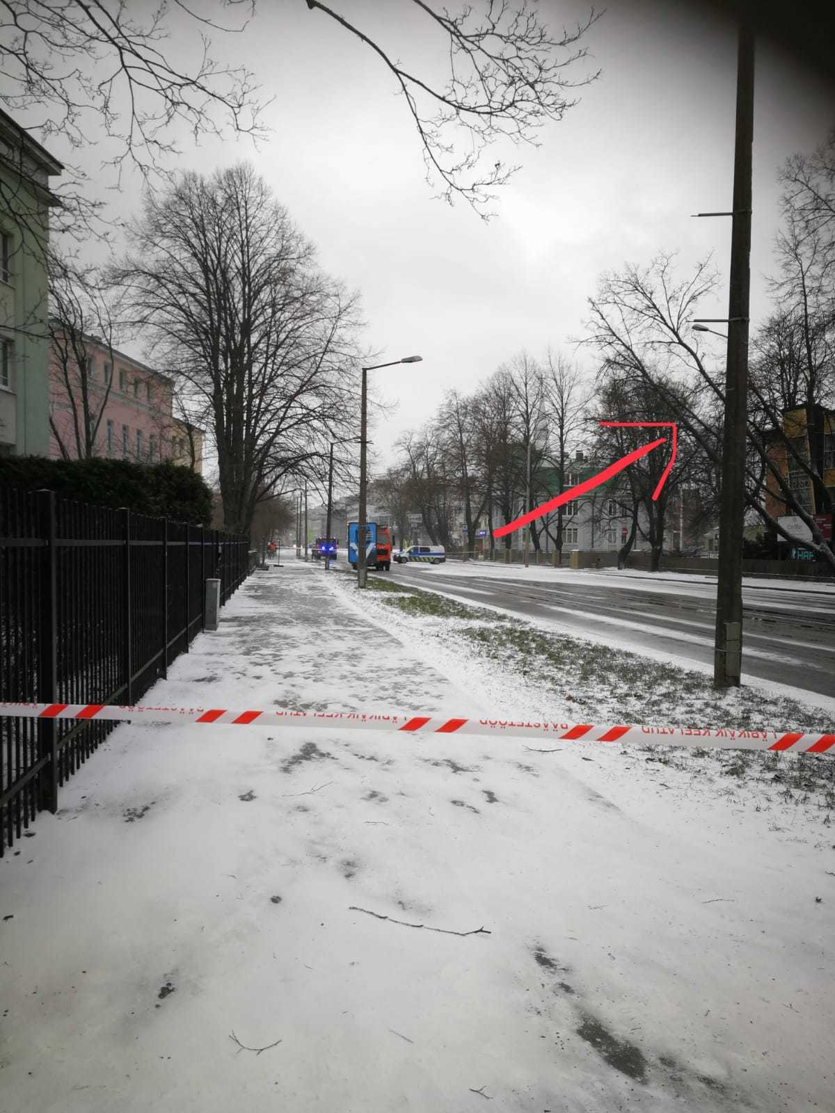 blocked the road - My, Tree, blocked the road, Tallinn, Longpost