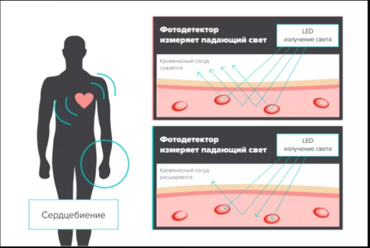 Как работает определение пульса в носимых устройствах | Пикабу