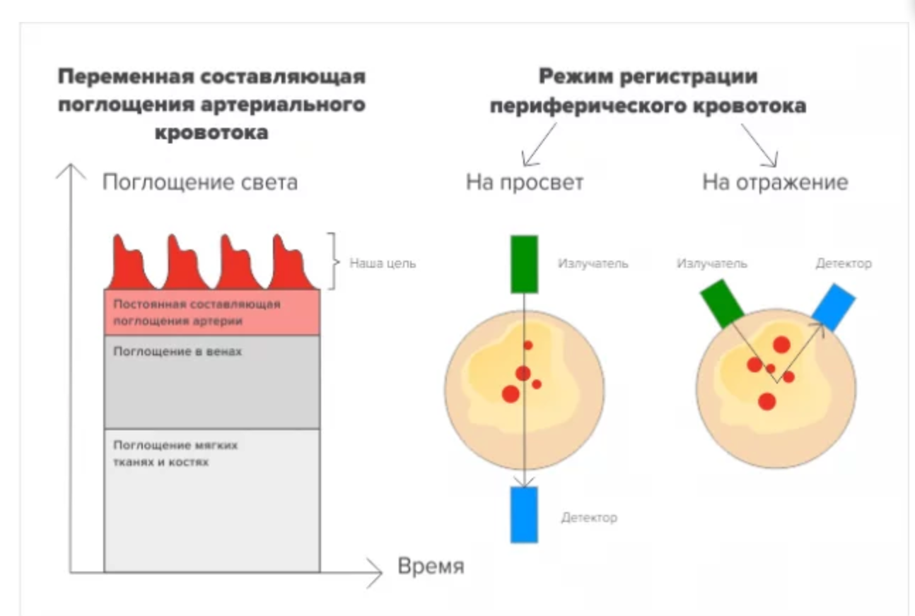 Как работает определение пульса в носимых устройствах | Пикабу