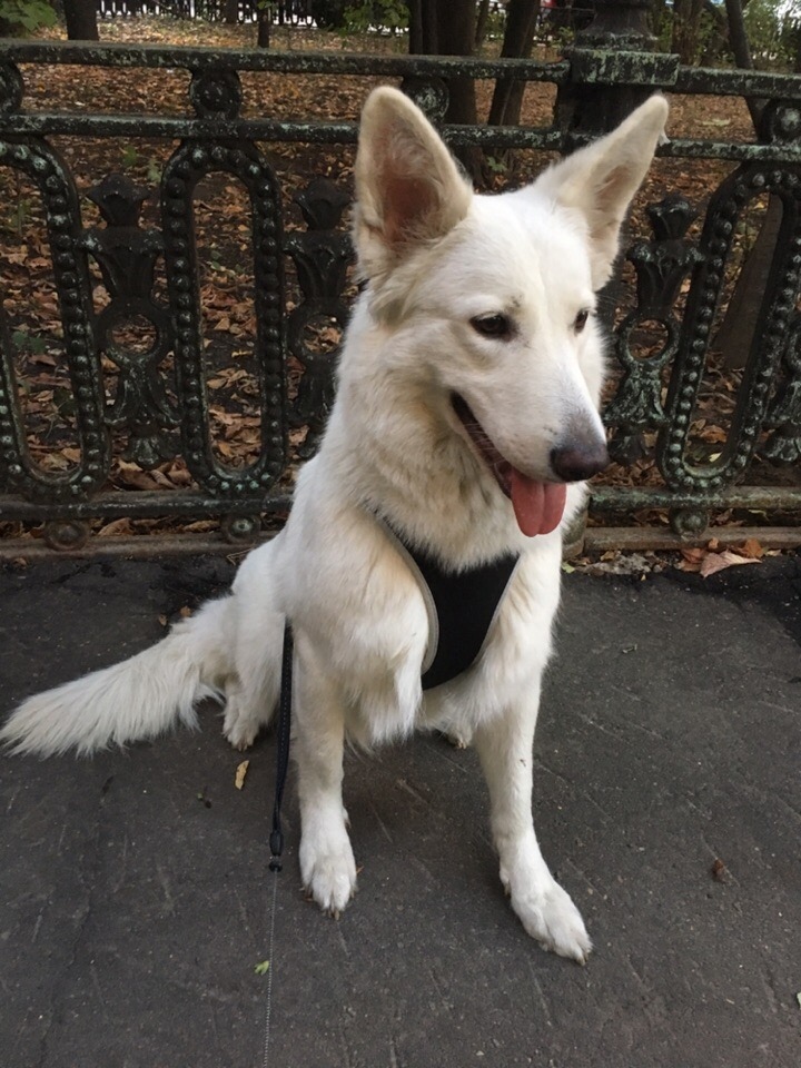 Moscow, lost dog - No rating, Search for animals, The dog is missing, Moscow, Help, Longpost, Dog