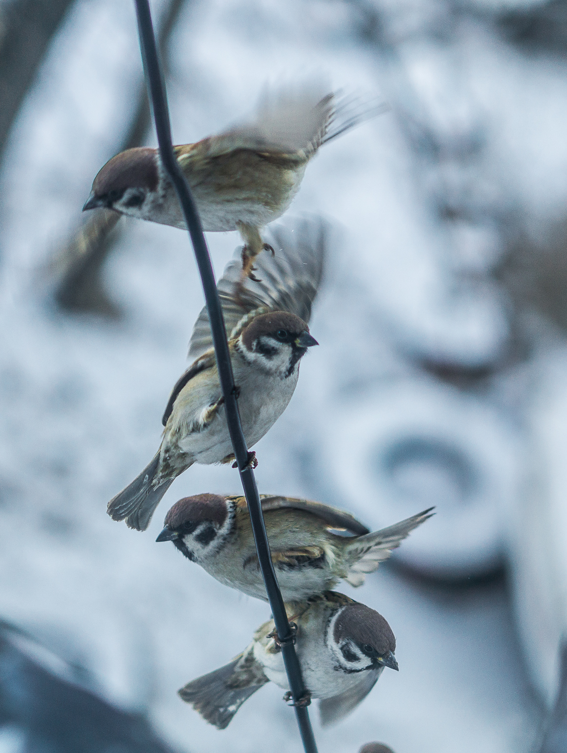 Sparrows are hungry - My, The photo, Sparrow, Longpost