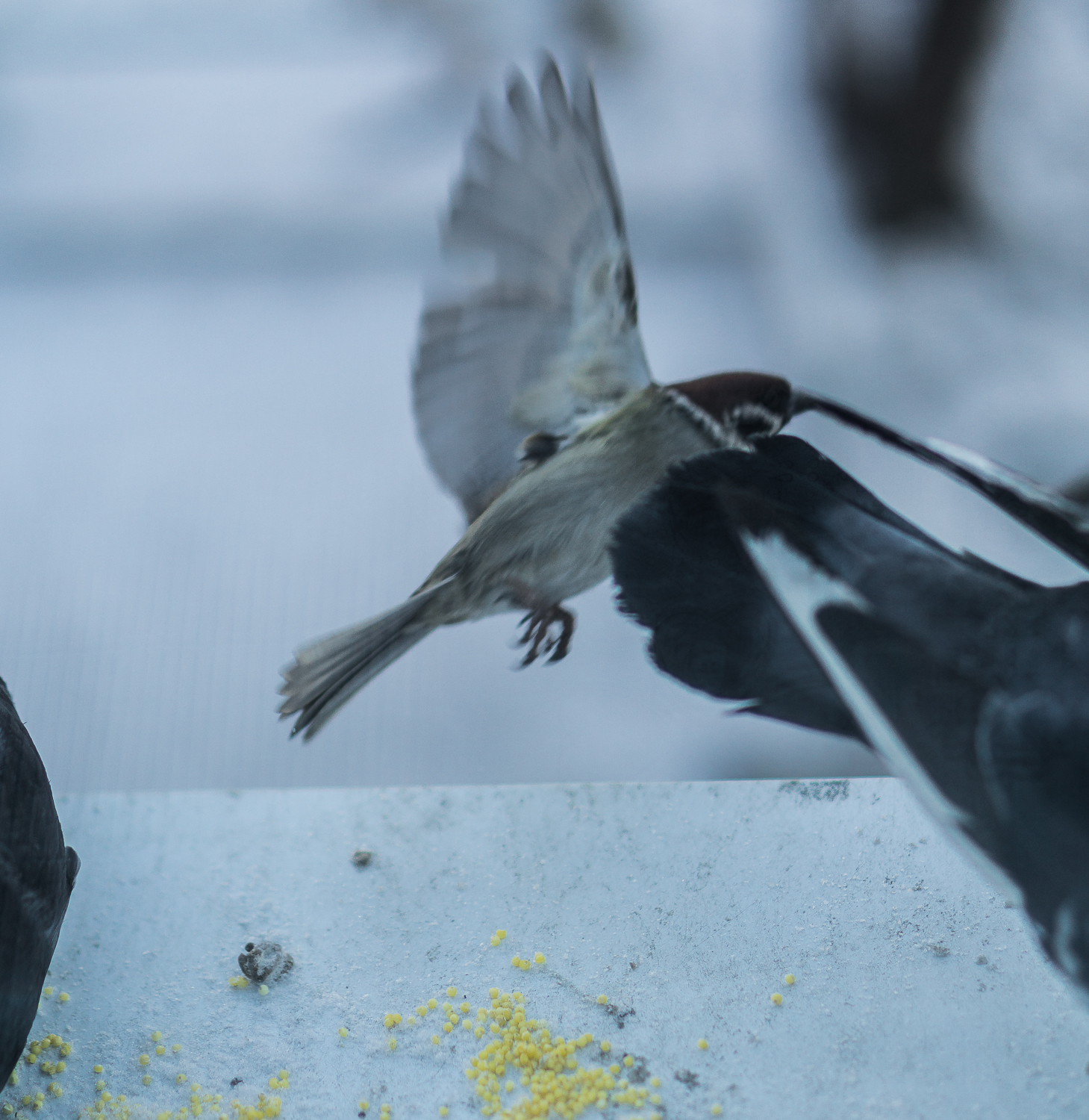 Sparrows are hungry - My, The photo, Sparrow, Longpost