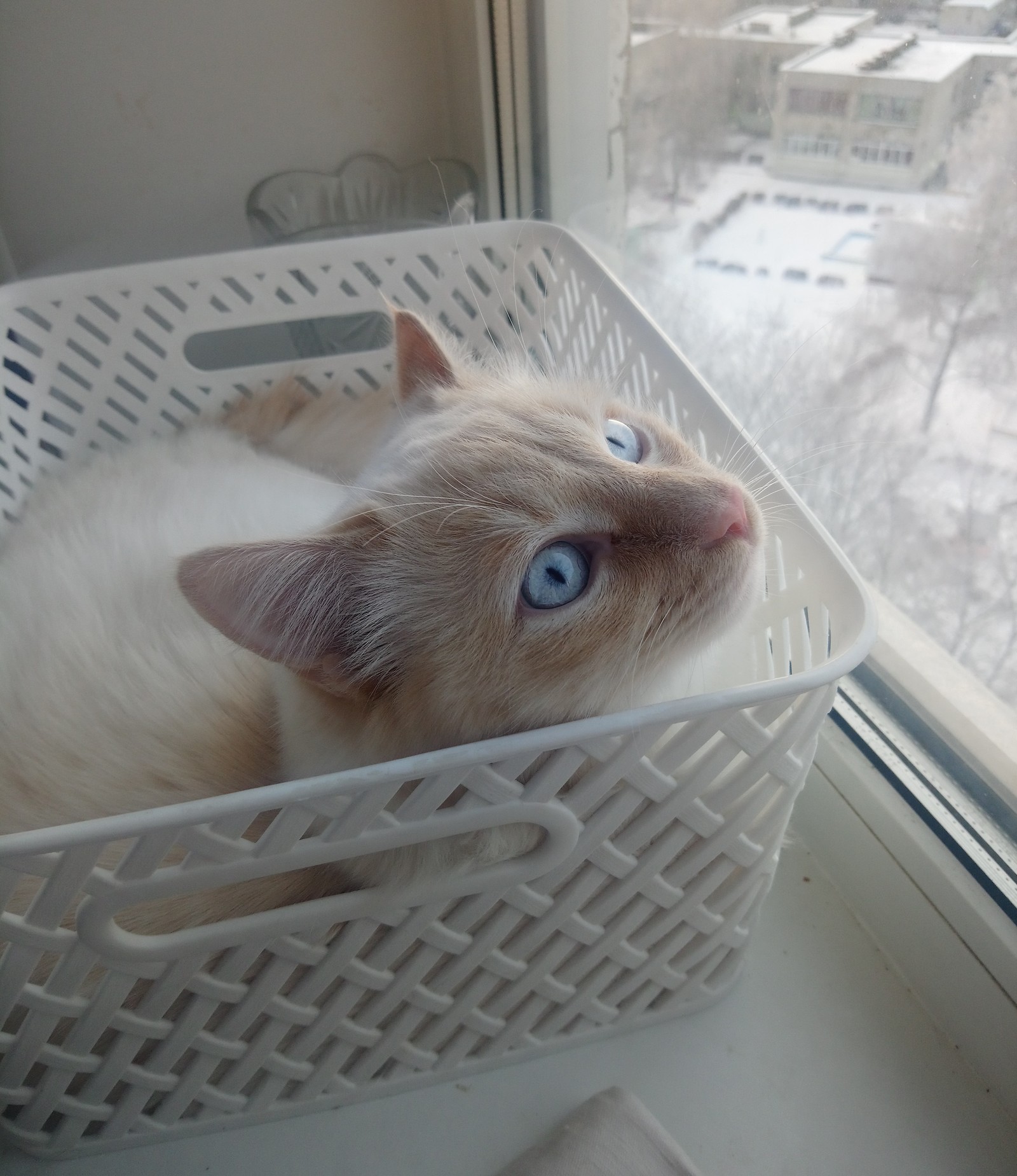 Kotikov post #3 - My, Longpost, , cat, Fluffy mimimi, Fluffy, Blue eyes