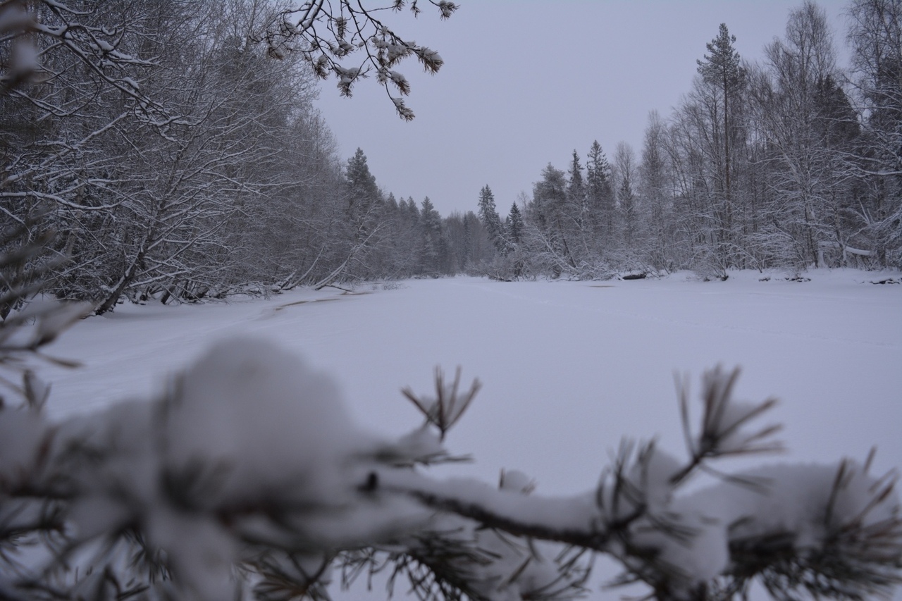 Forest and river in winter - Winter, River, Forest, Severodvinsk