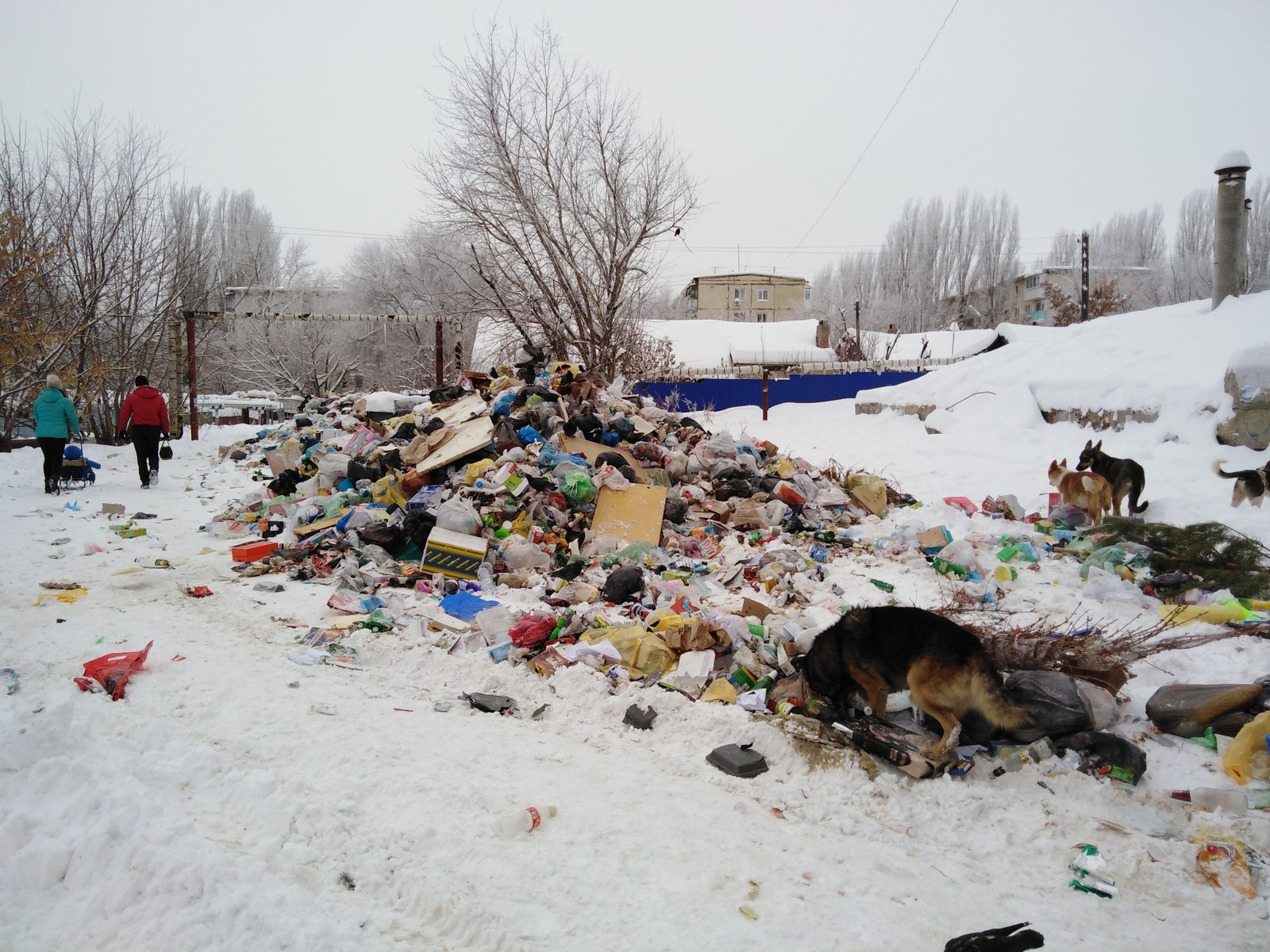 Garbage collection in Saratov 3. 01.2019 - My, Garbage, Sarcasm, Longpost