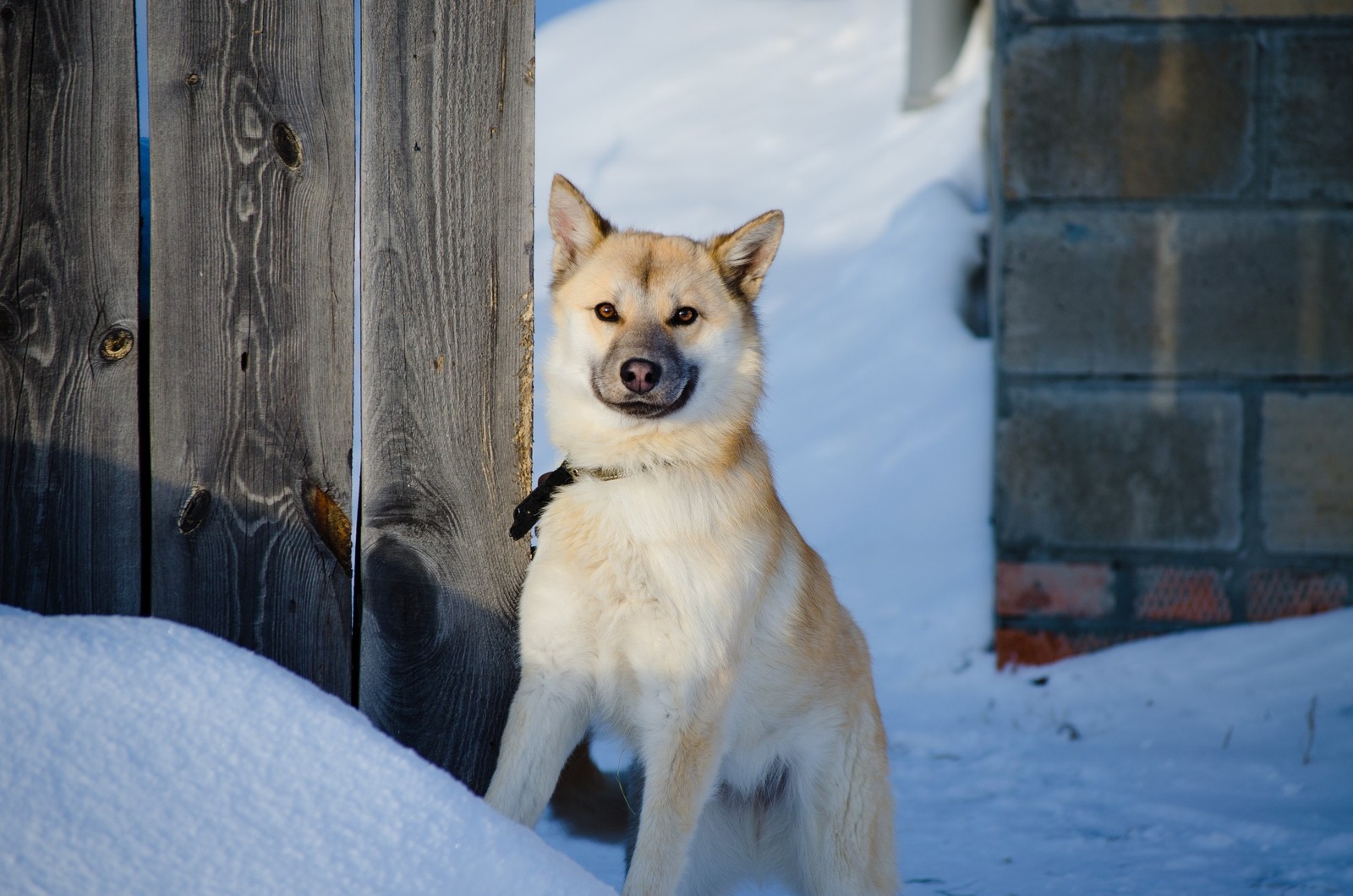 Ulybaka dog - My, The photo, Beginning photographer, Dog, Nikon d5100