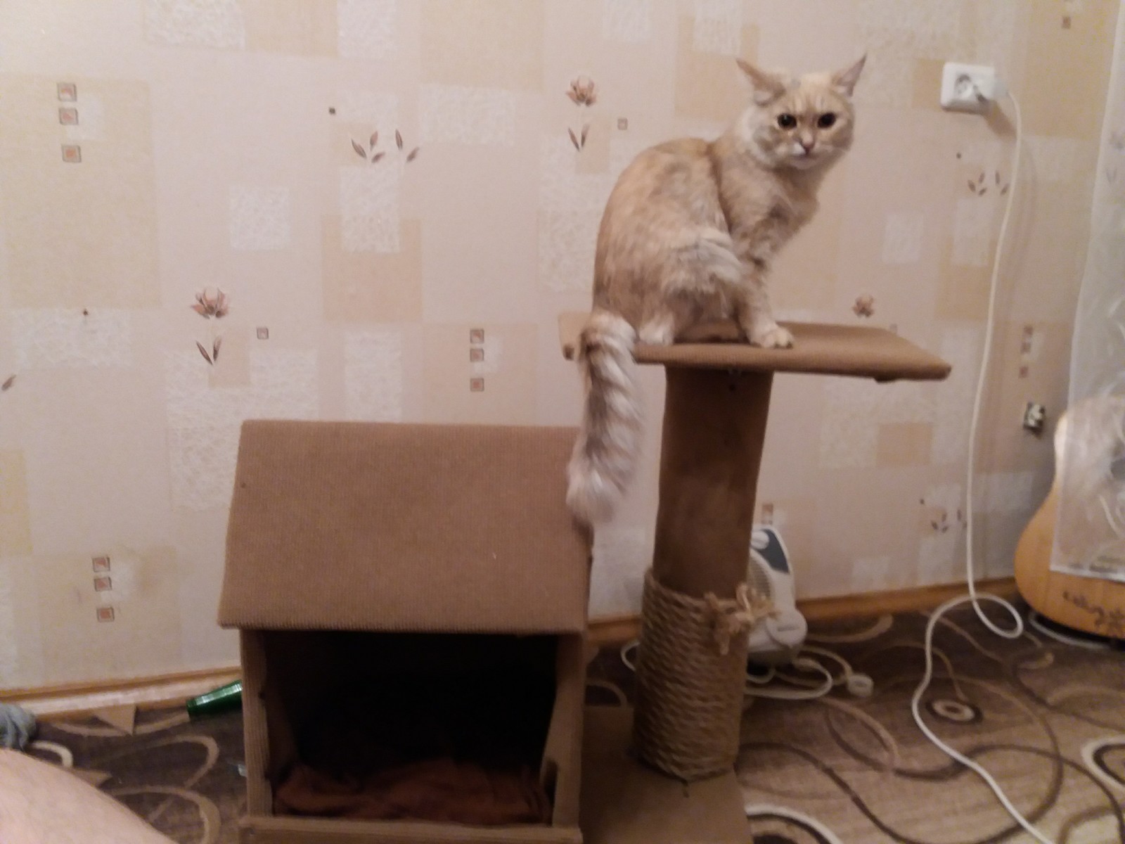 Voronezh! Kitty disappeared! Peekaboo power help! - My, Voronezh, Pets, Longpost, cat, Help me find, No rating