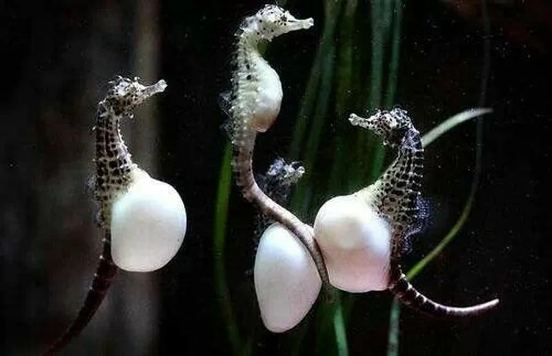 Seahorse: Pregnant Fathers, Chess and Feminism - My, Sea Horse, Animals, Wild animals, A fish, Zoology, Nature, Animal book, Longpost, Humor
