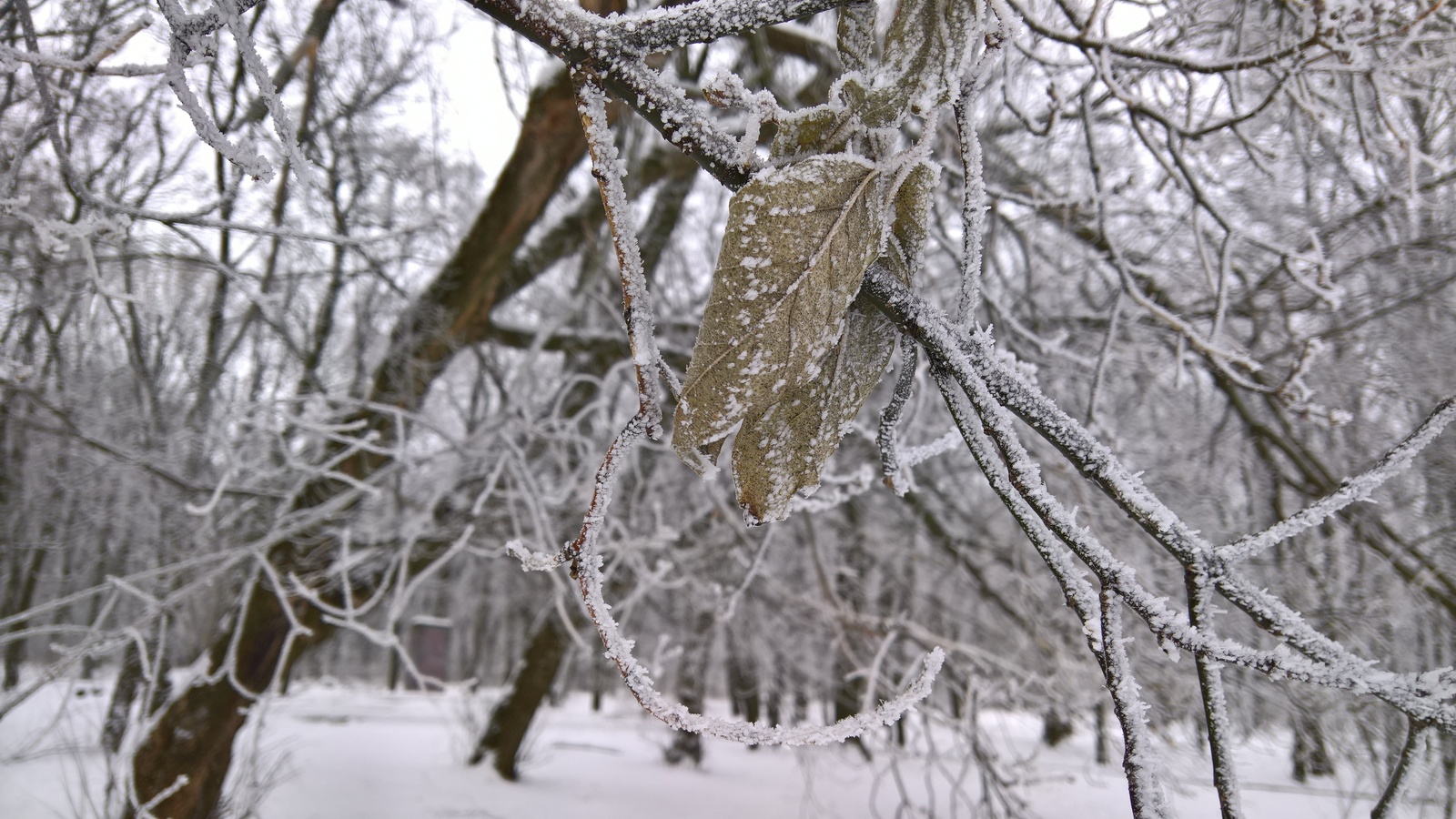 Frost - My, Frost, Telephone, The photo, Winter, Mobile photography, Longpost