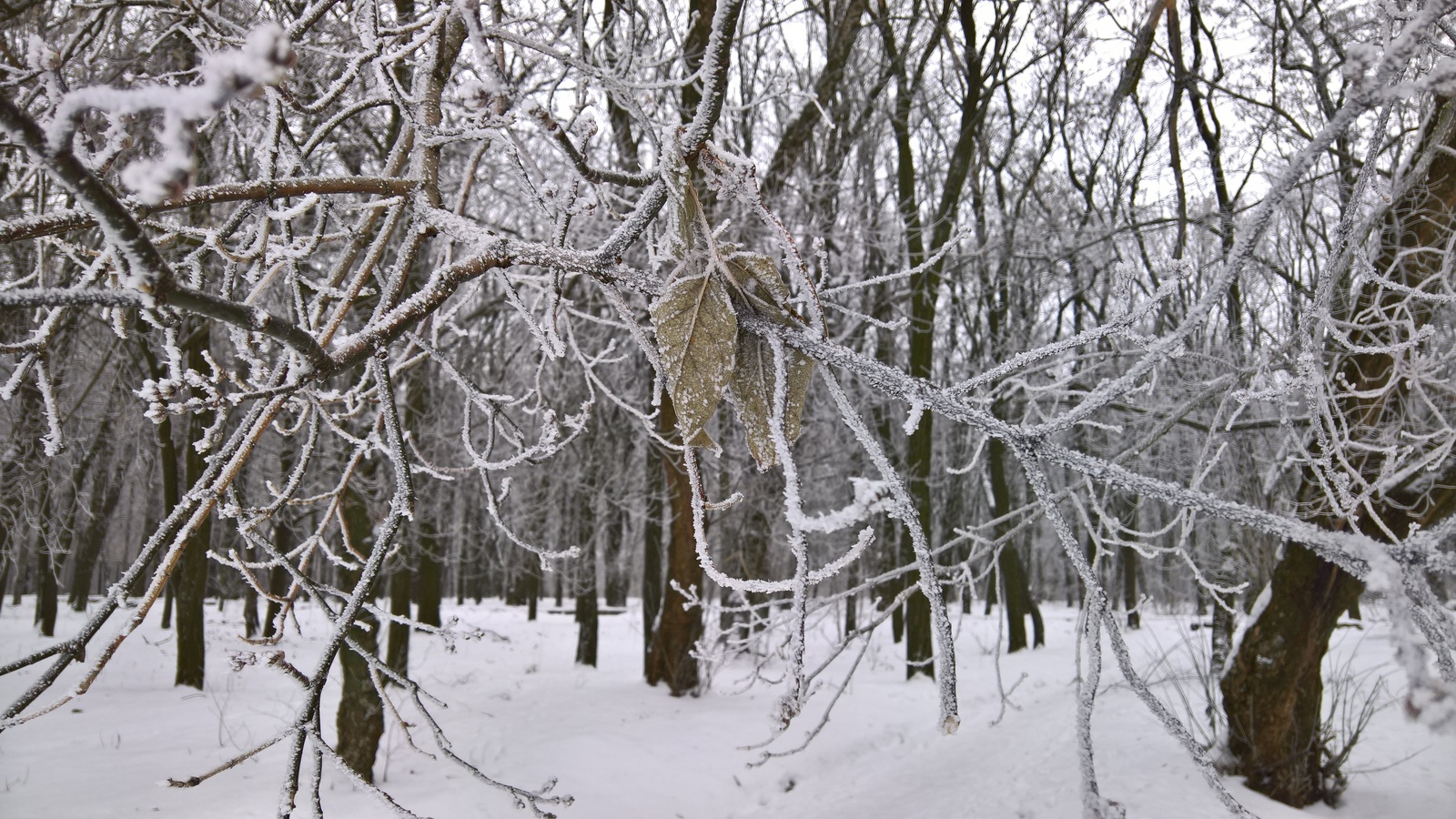 Frost - My, Frost, Telephone, The photo, Winter, Mobile photography, Longpost