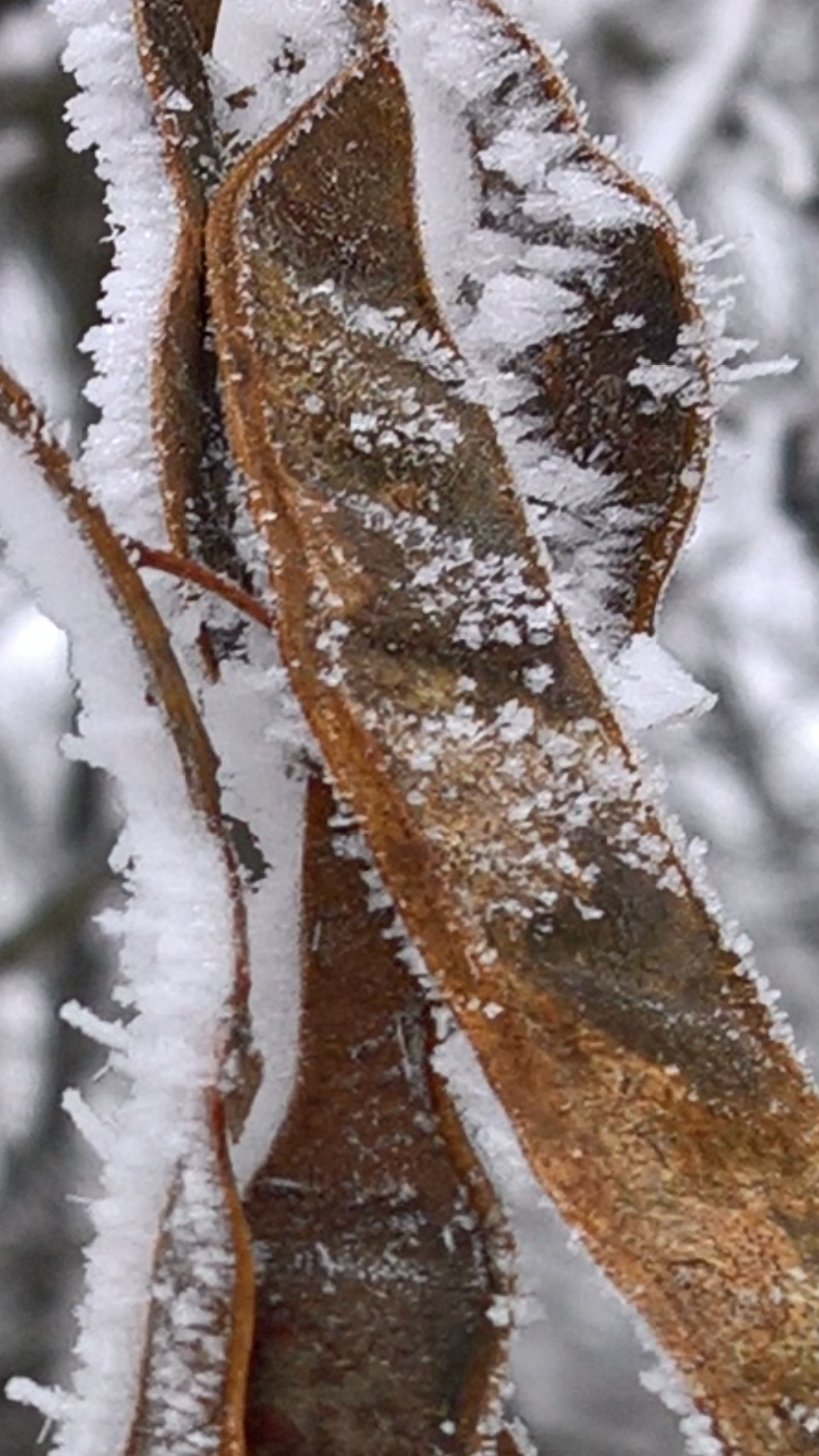 Frost - My, Frost, Telephone, The photo, Winter, Mobile photography, Longpost