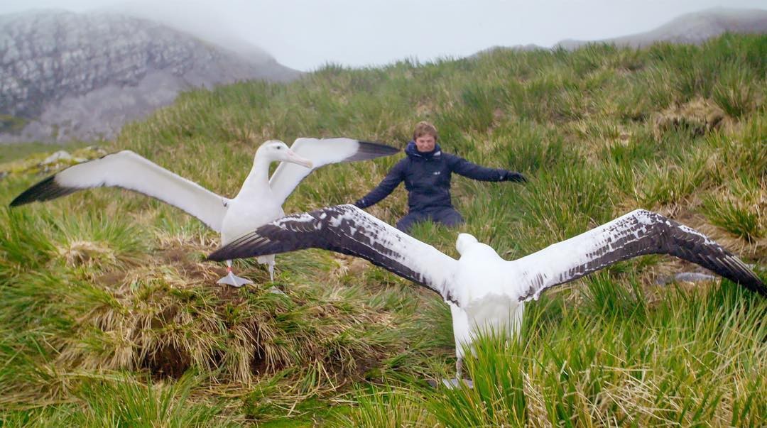 Let's fly! - The photo, Birds, Albatross, Wingspan