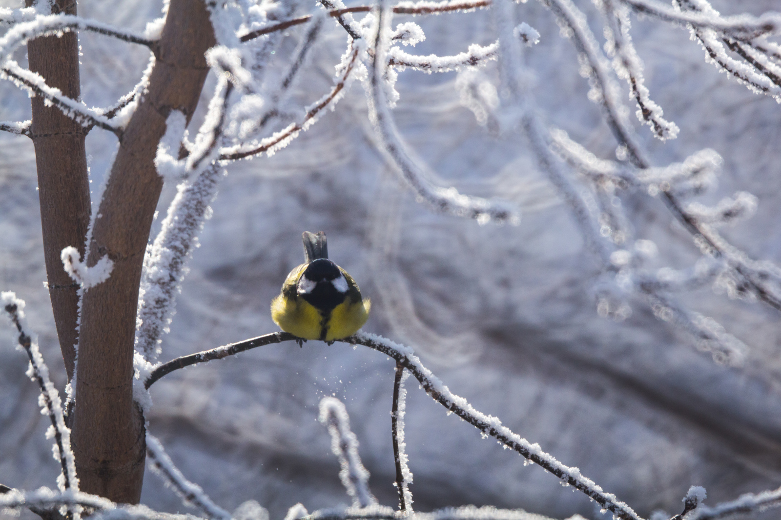 From a cannon to sparrows - My, The photo, Nature, Birds, freezing, Frost, Longpost