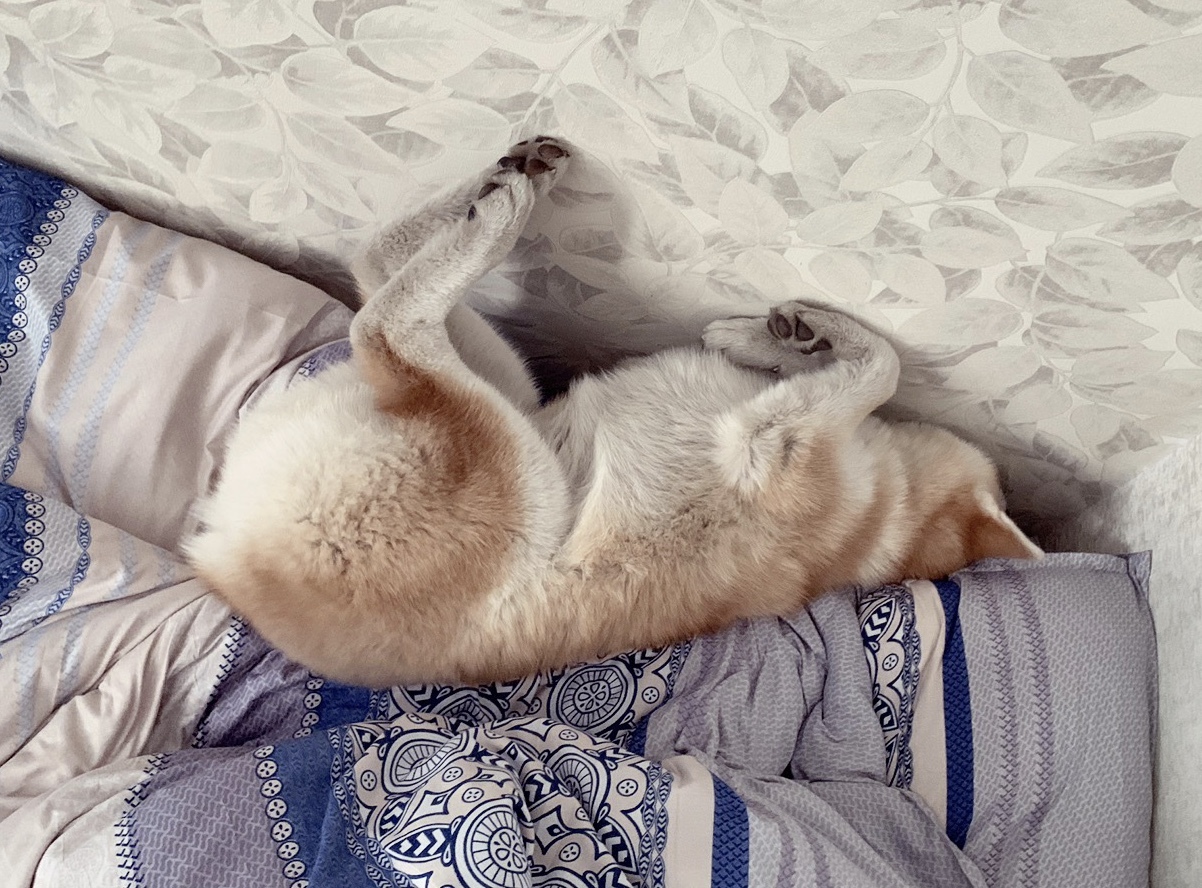 As I want, so I will sleep! - My, Dog, , Puppies, Akita inu, , Longpost, Milota