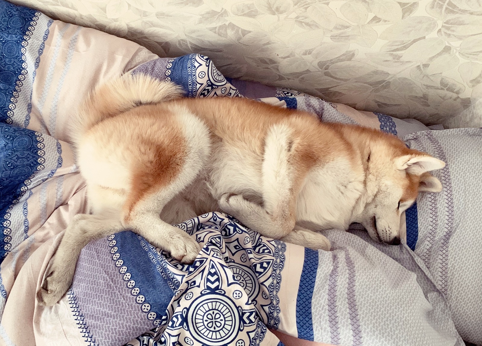 As I want, so I will sleep! - My, Dog, , Puppies, Akita inu, , Longpost, Milota