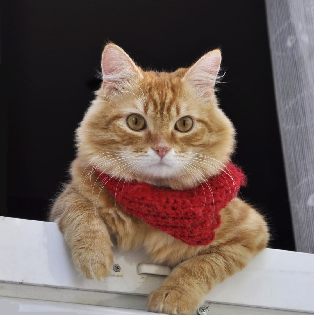 Pretty boy - cat, Scarf, Cool