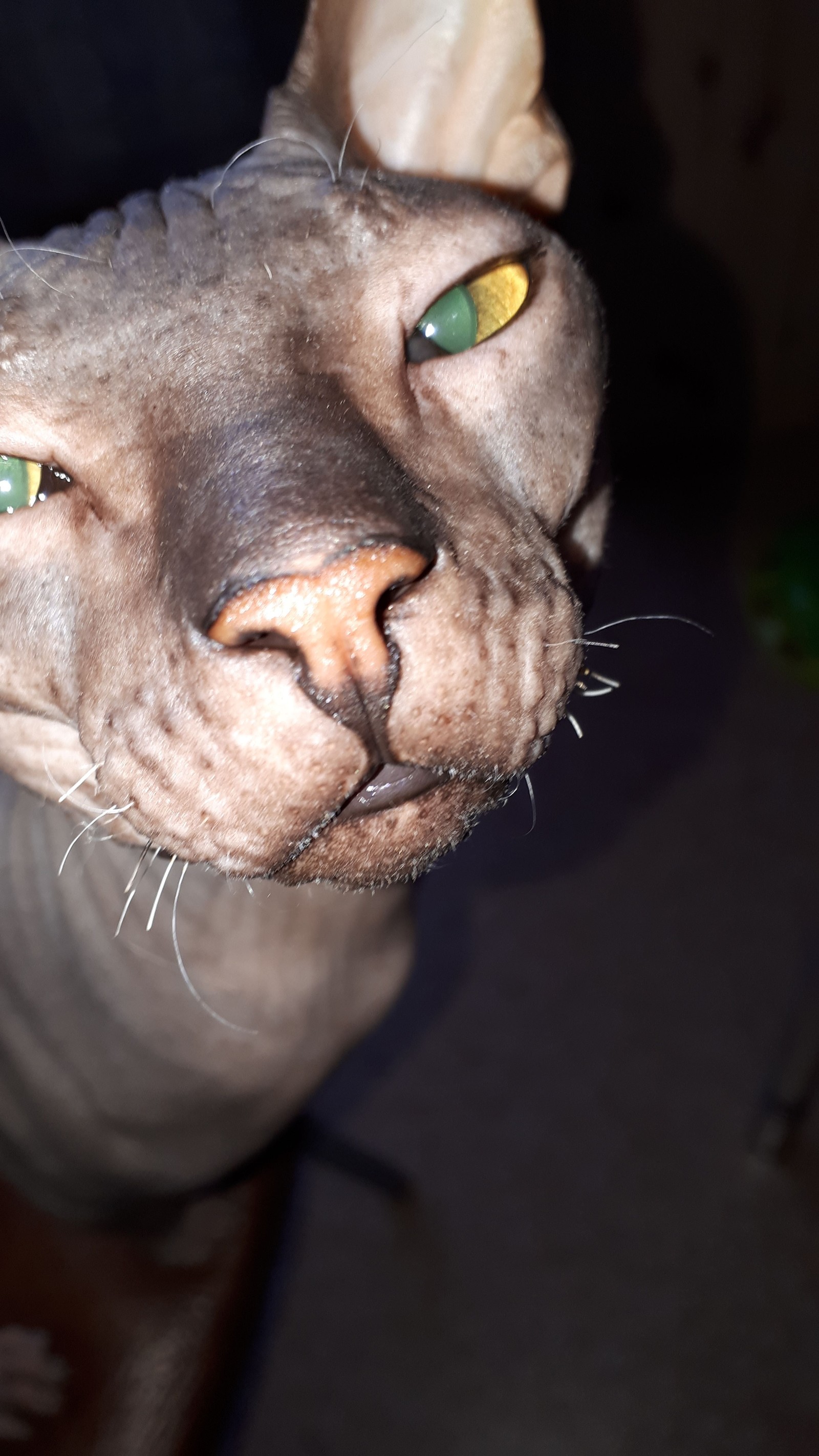 Jean-Paul... - My, Don Sphynx, cat, Longpost