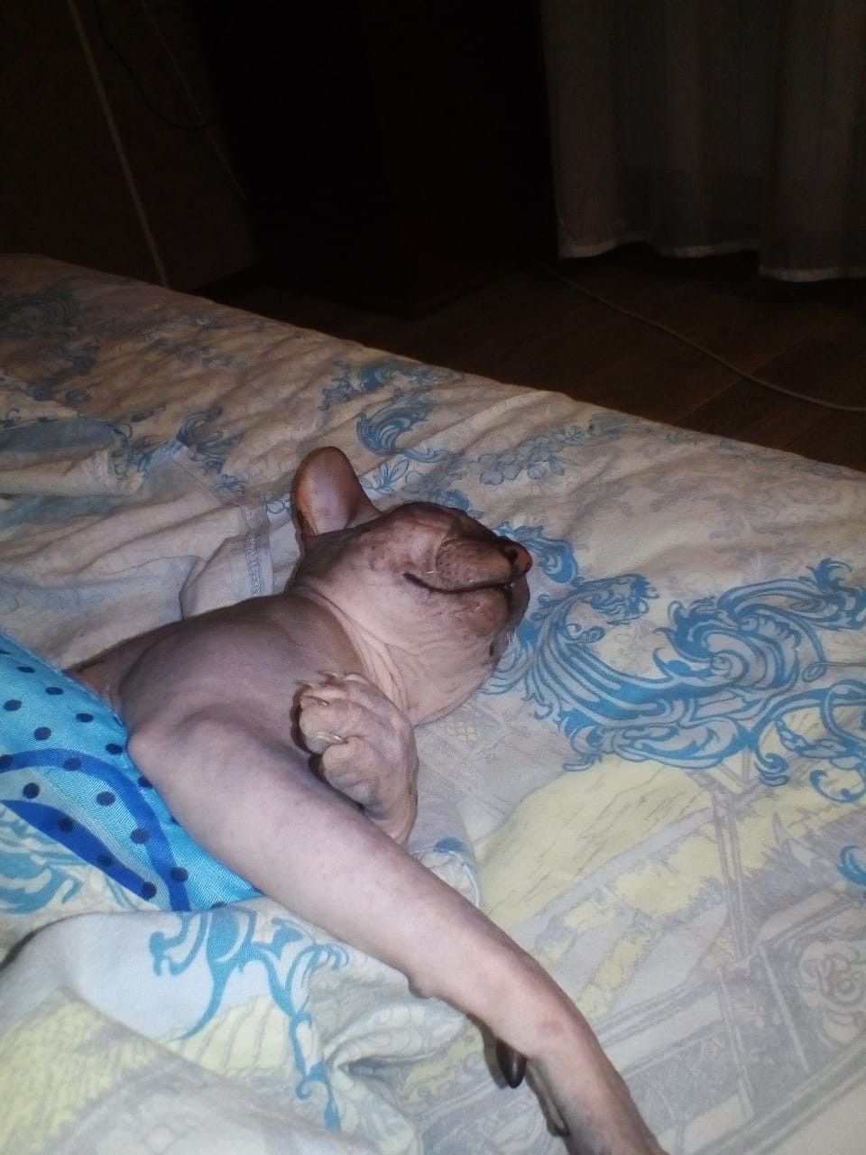 Jean-Paul... - My, Don Sphynx, cat, Longpost