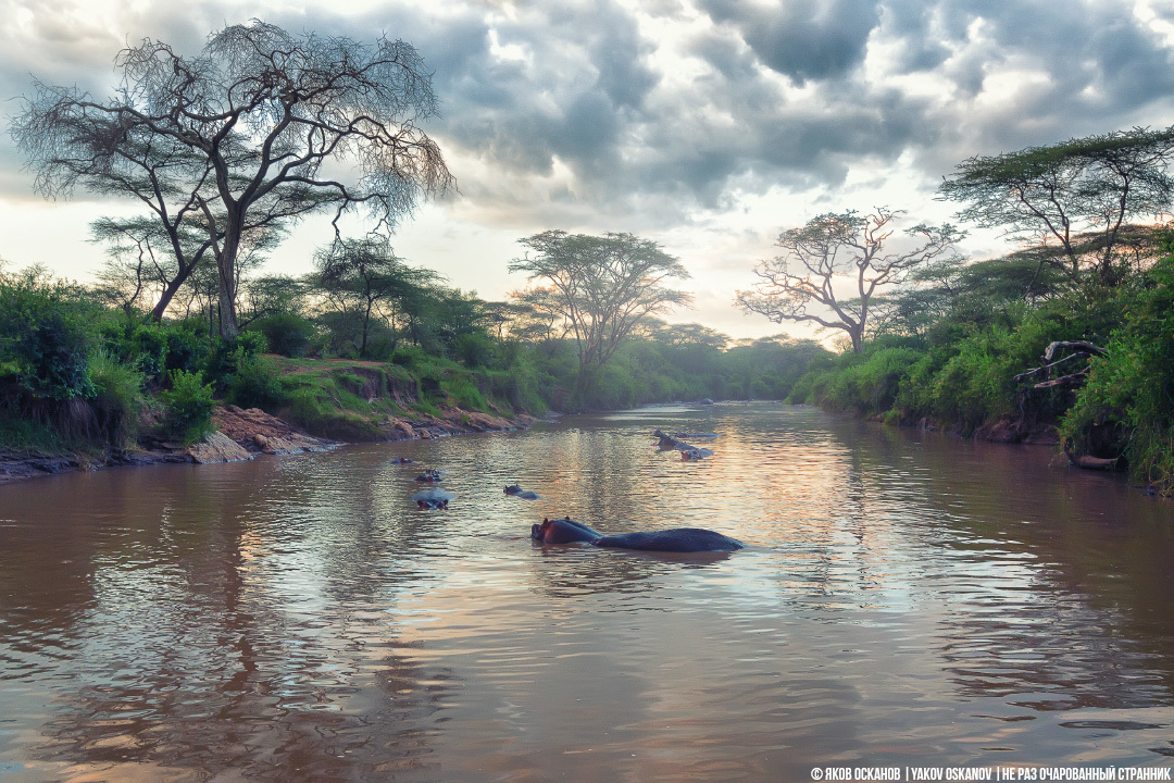 Blood sweat and why hippopotamuses are the coolest phytons of the animal world. - My, Animals, hippopotamus, , Kenya, Tanzania, Africa, Longpost