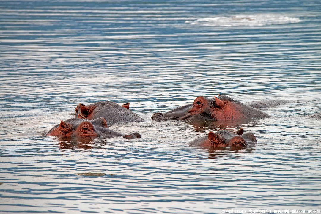 Blood sweat and why hippopotamuses are the coolest phytons of the animal world. - My, Animals, hippopotamus, , Kenya, Tanzania, Africa, Longpost