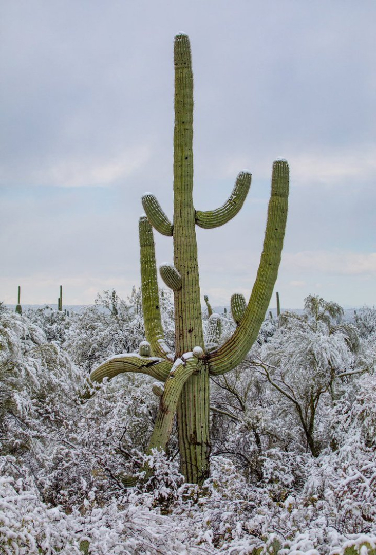 The southern states of the United States covered the ice storm - Society, USA, Snow, Cactus, Desert, Arizona, Lenta ru, Twitter, Longpost