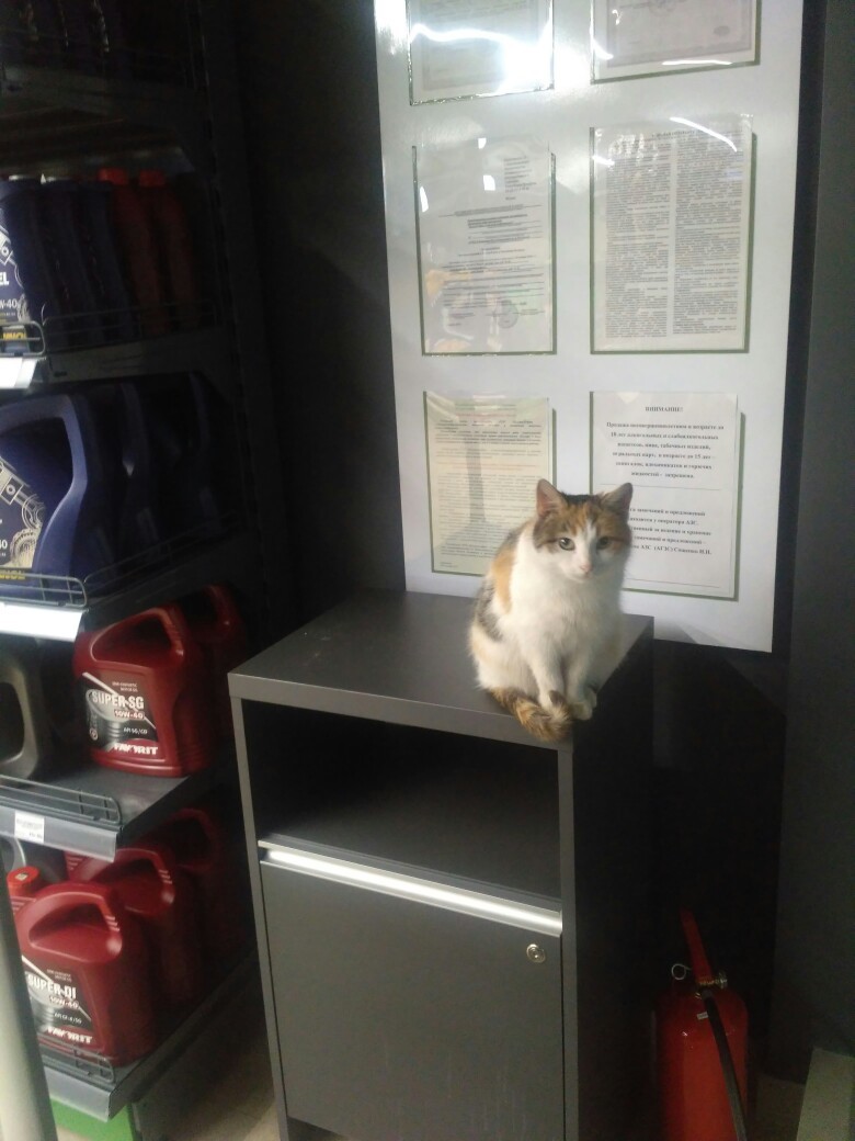 An employee of one of the gas stations in the city of N-ska, Belarus. - My, cat, Gas station, Longpost