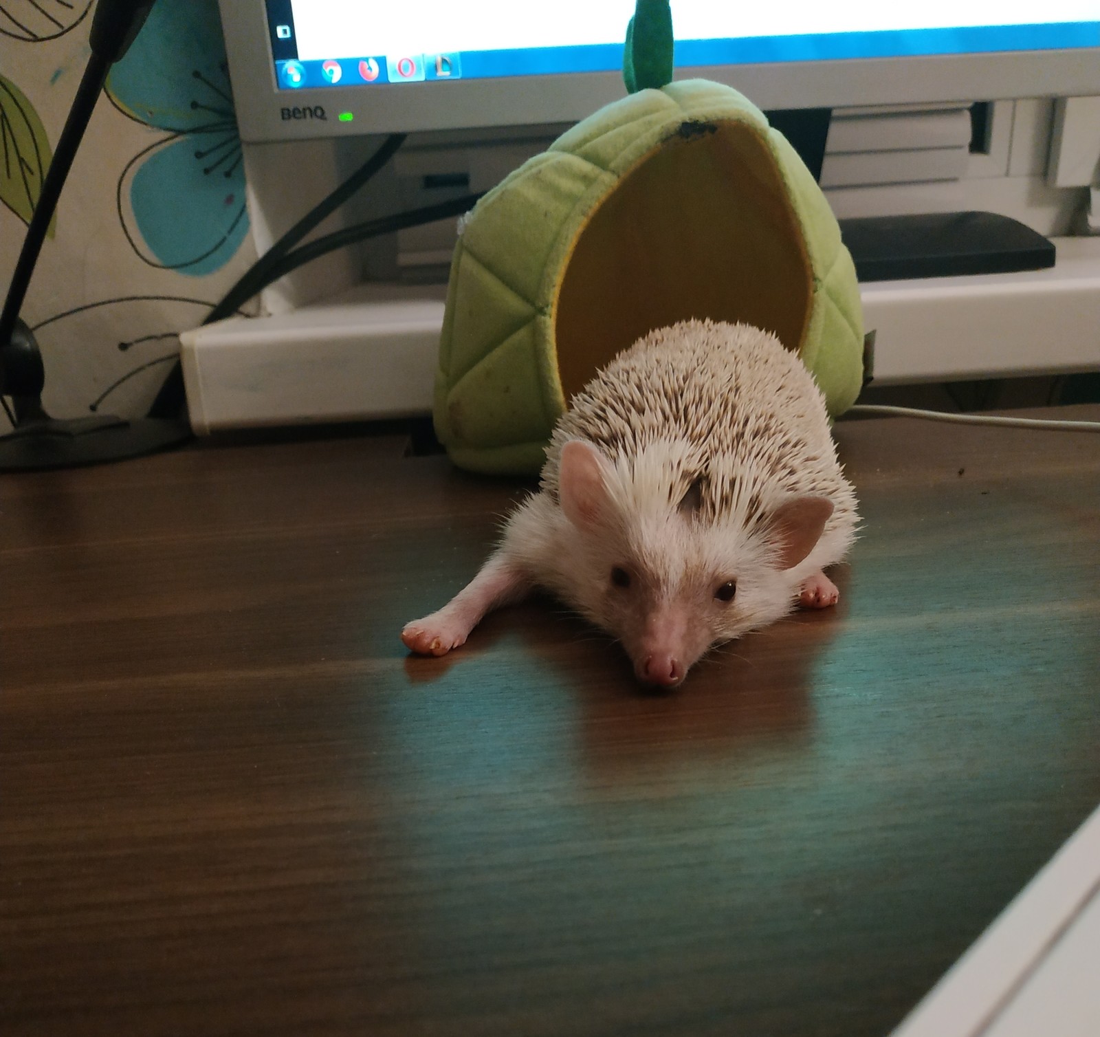 prickly cuteness - My, African pygmy hedgehog, Pets, Hedgehog, Longpost