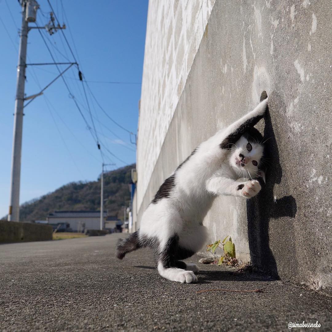 Еле держу - Фотография, Животные, Кот