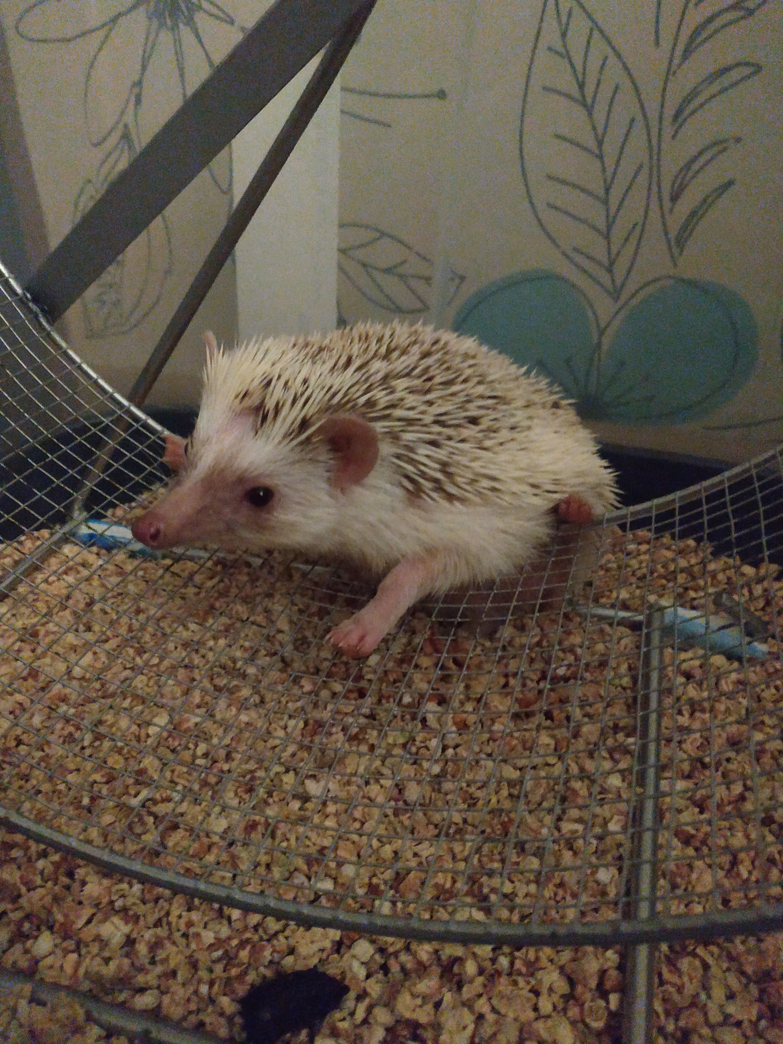 prickly cuteness - My, African pygmy hedgehog, Pets, Hedgehog, Longpost