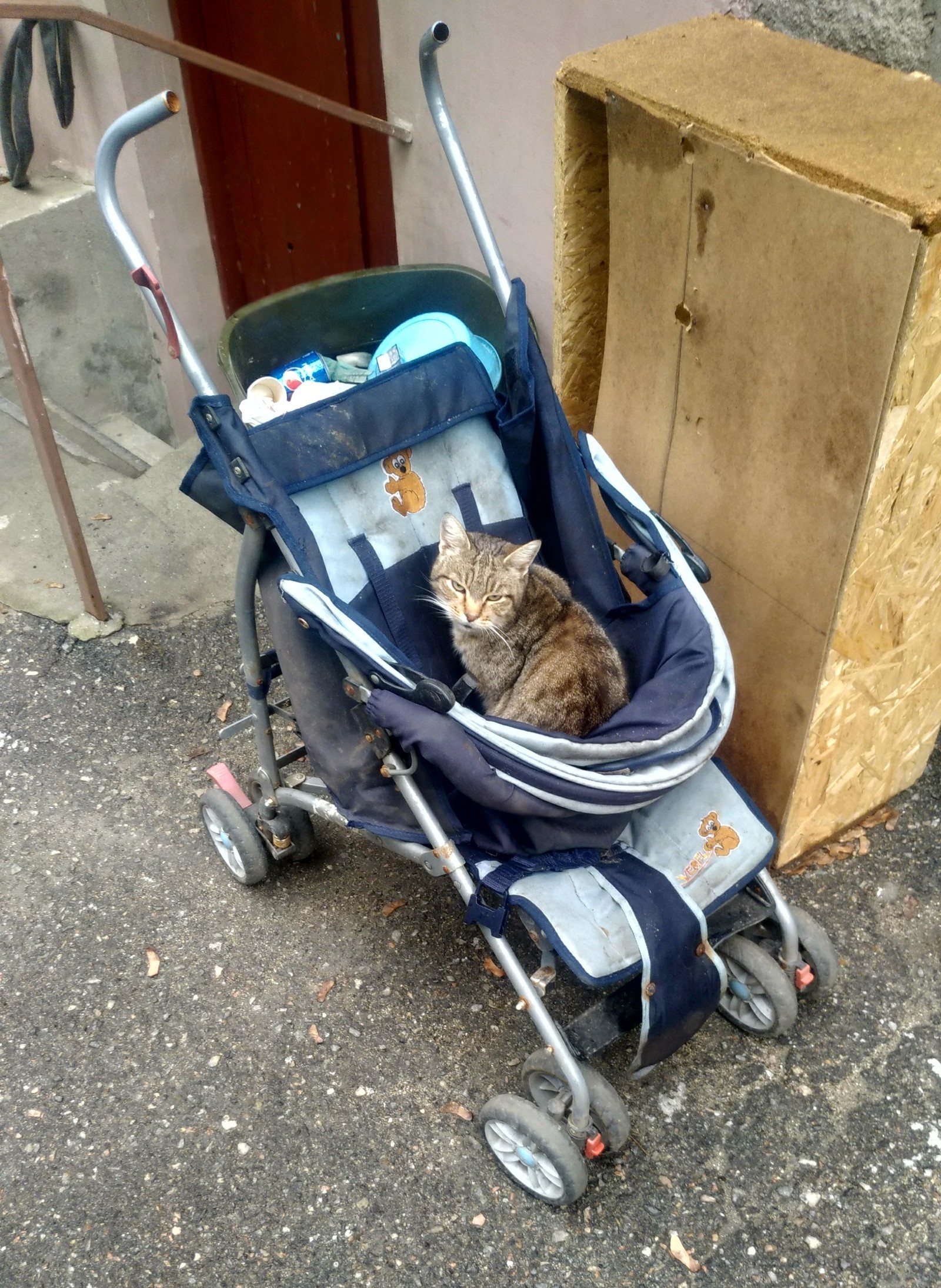 Waiting in line (no) - My, cat, Stroller, Humor