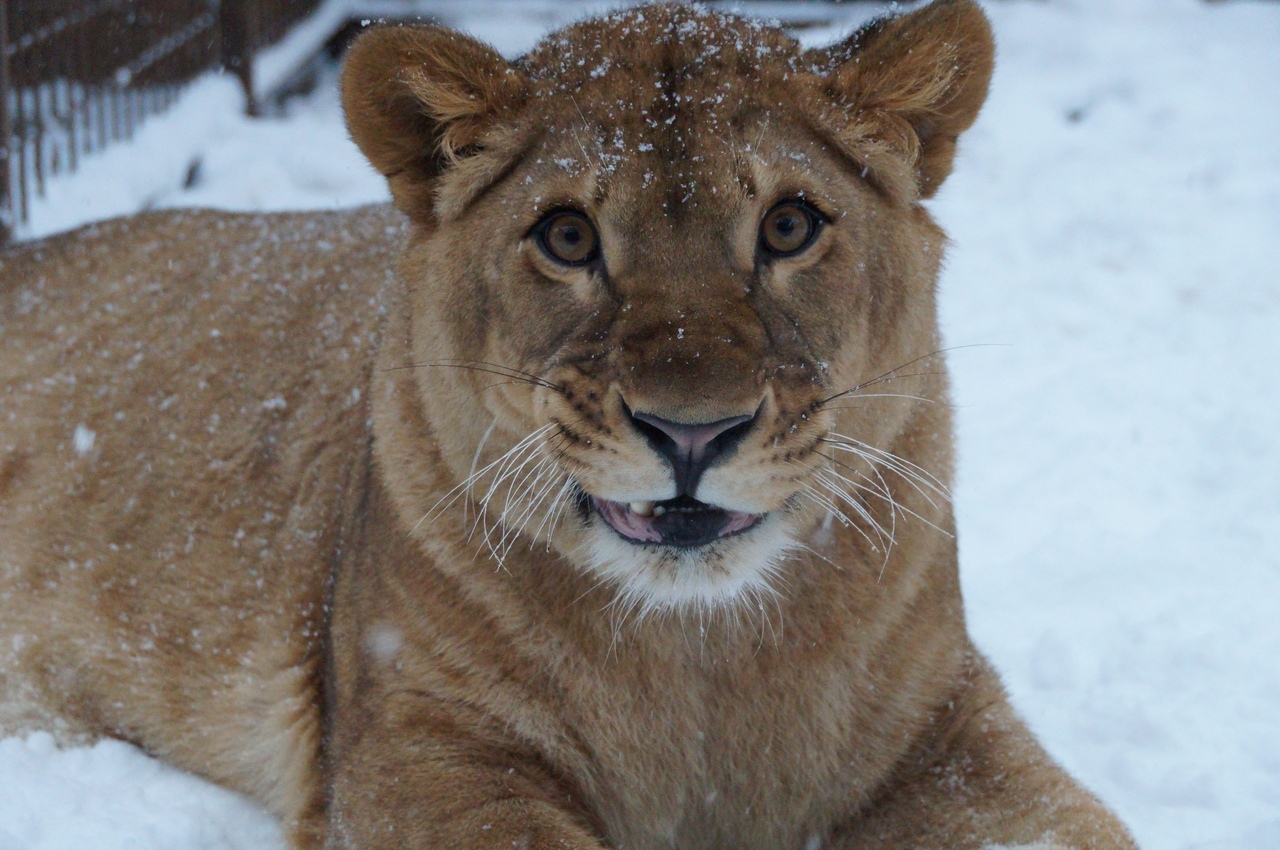 RKCenter Veles - Wild animals, , Veles, Volunteers, Volunteering, Crocodile, Lynx, Lioness, Longpost, Crocodiles