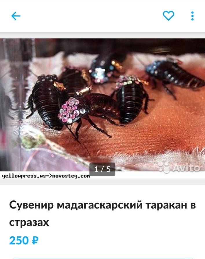 What strange things have you found on the Internet?) - Madagascar cockroach, Screenshot, Luxury