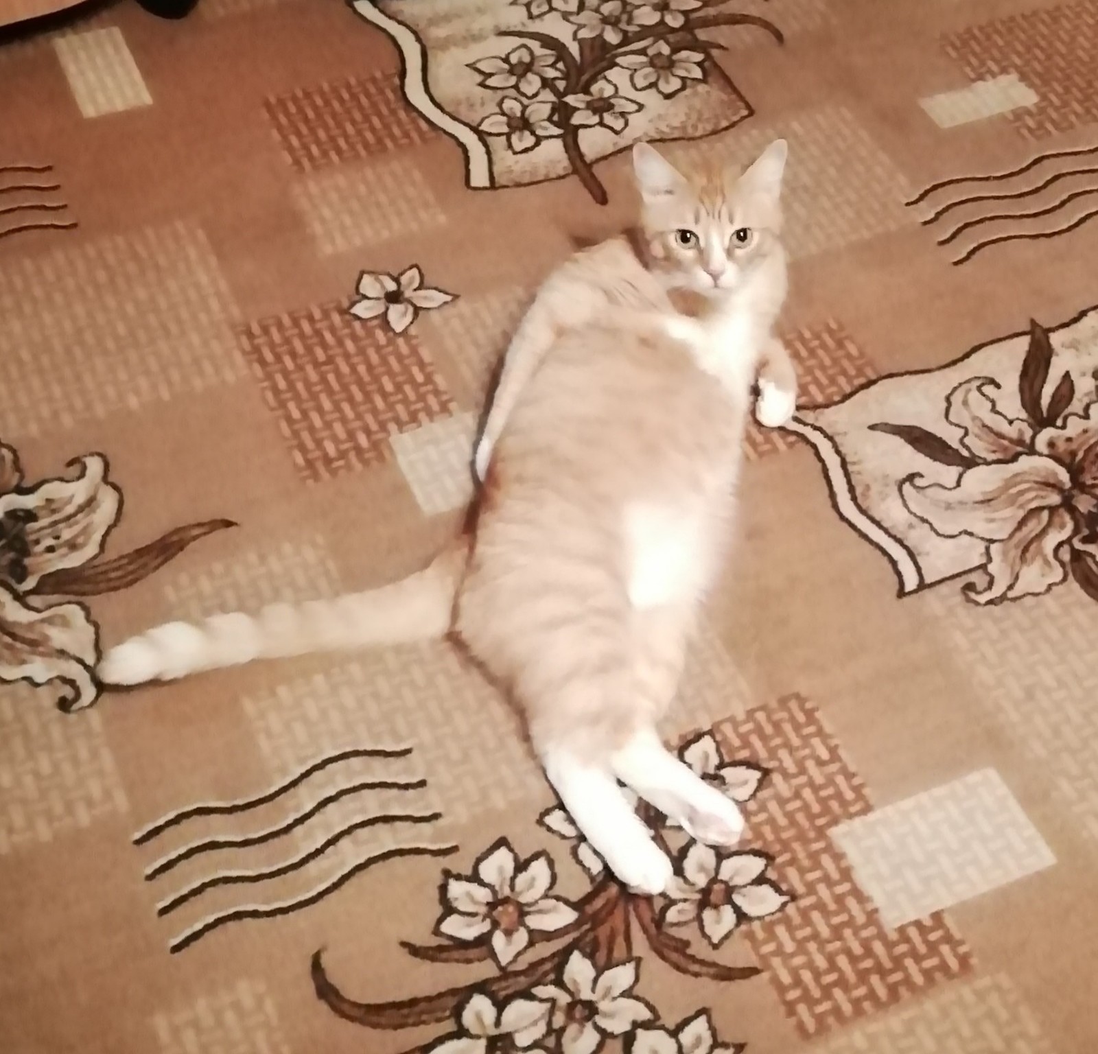 Reddish blond in full bloom - cat, Redheads