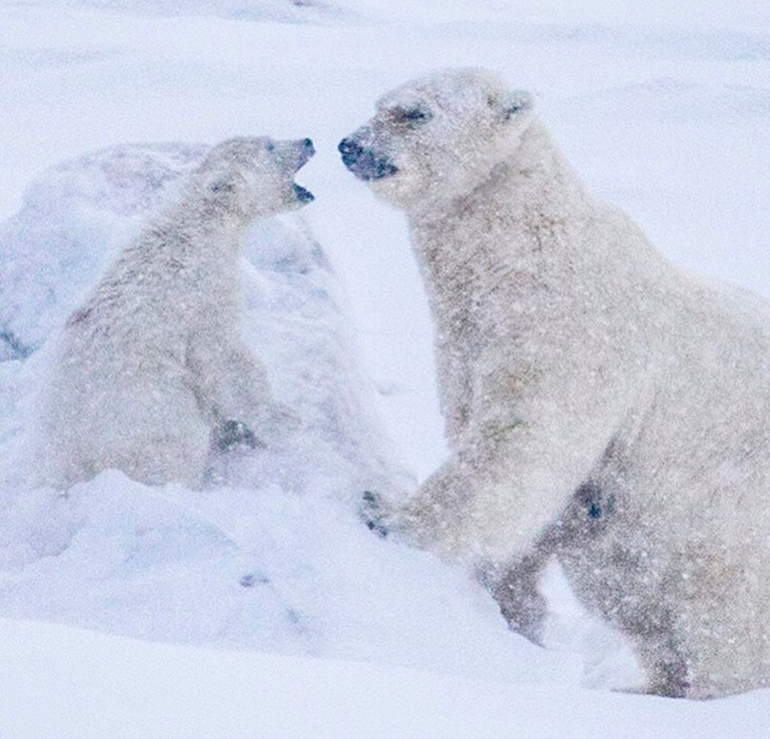 North Pole - Dog, The Bears