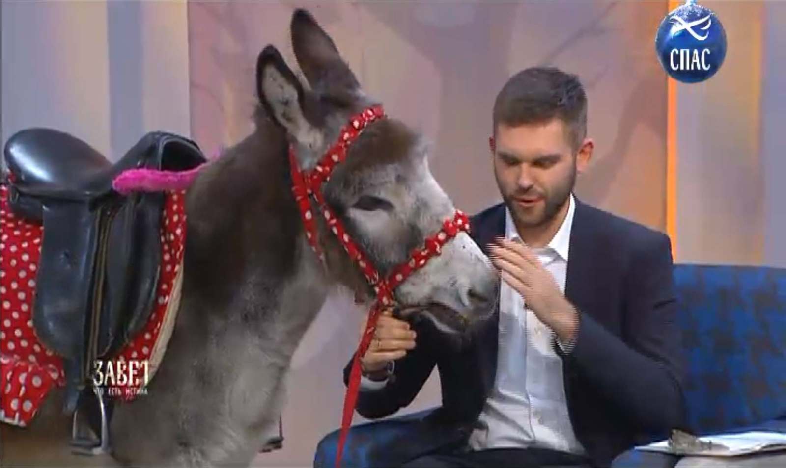 Meanwhile, in the studio of the TV channel SPAS - Christmas, The rescue, Donkey