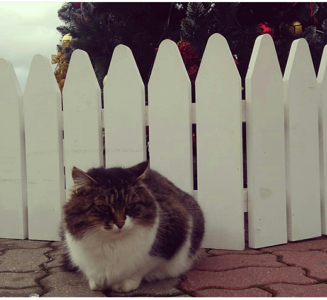 Фото котов и собак, сделанные мной в разное время - Моё, Кот, Собака, Длиннопост