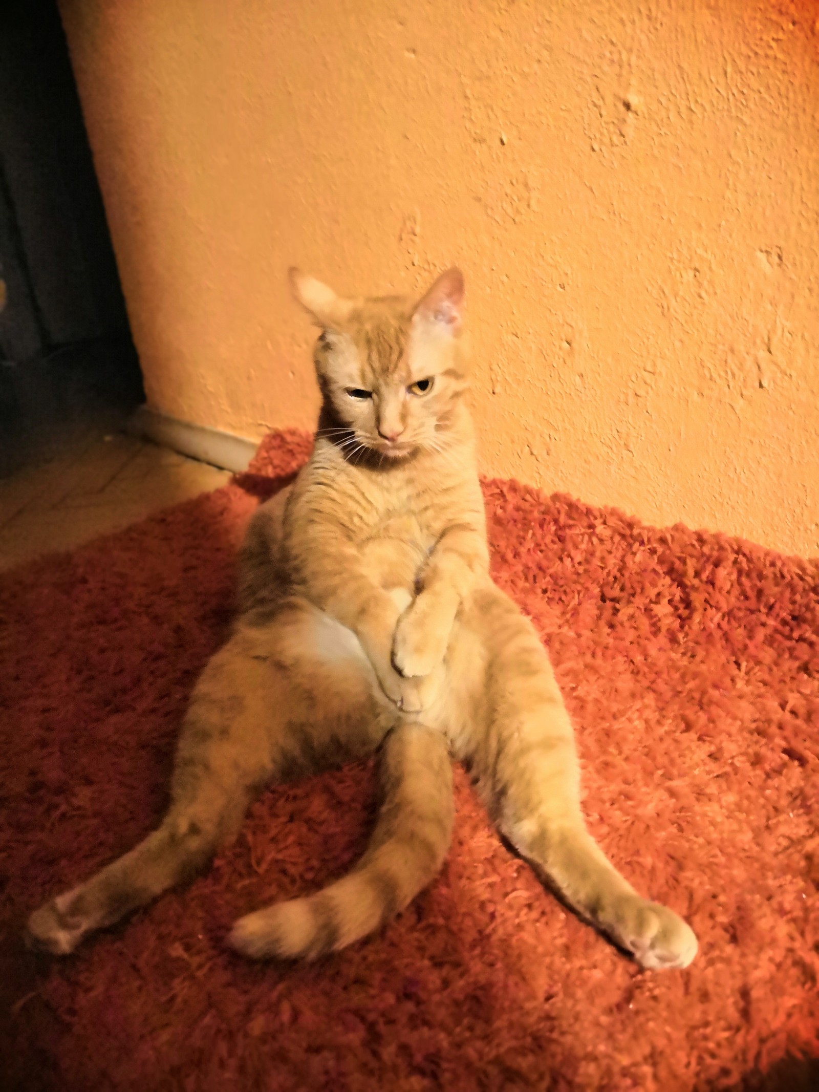 Favorite cat pose - My, cat, Catomafia, Redheads, Longpost