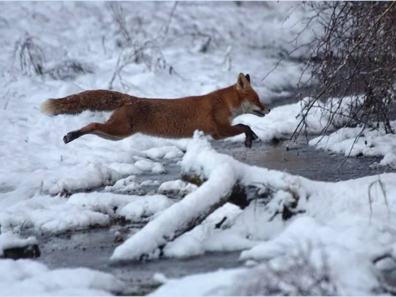 Jumping gallop - Fox, Bounce, Winter