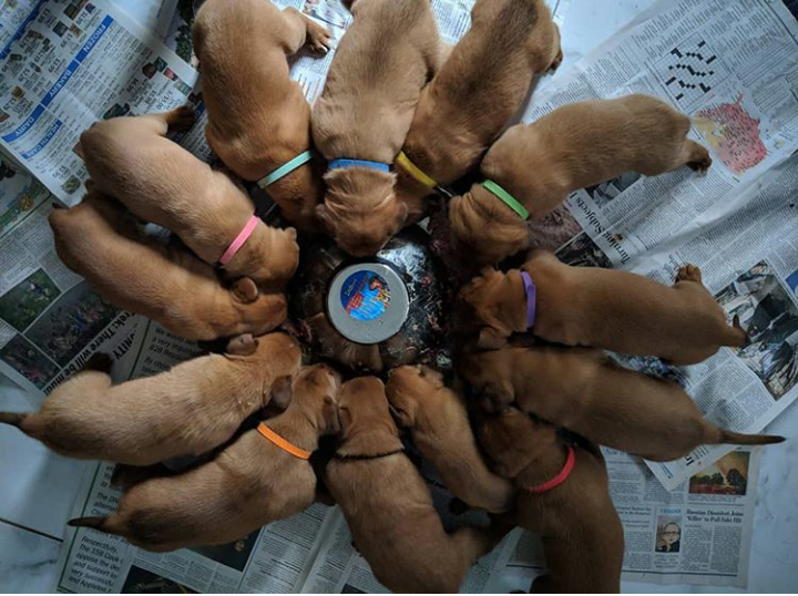 Scheduled lunch - Dog, Food, Feed