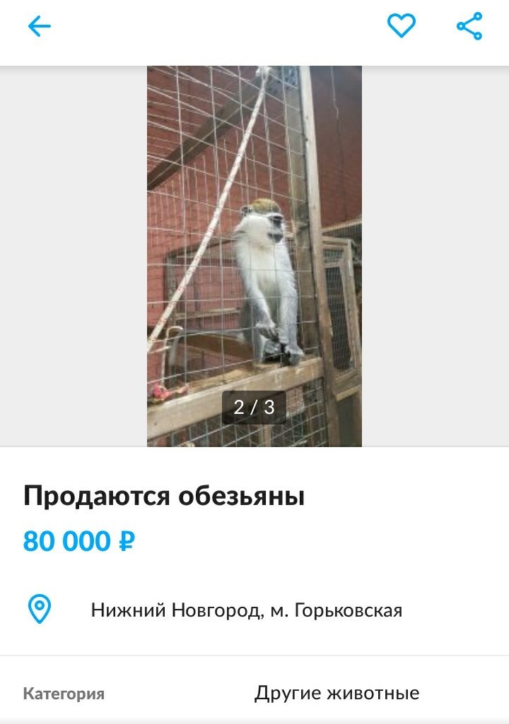 Rare animals on Avito - Avito, Contact zoo, Longpost, Screenshot