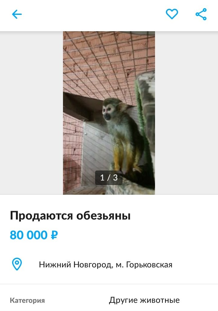 Rare animals on Avito - Avito, Contact zoo, Longpost, Screenshot